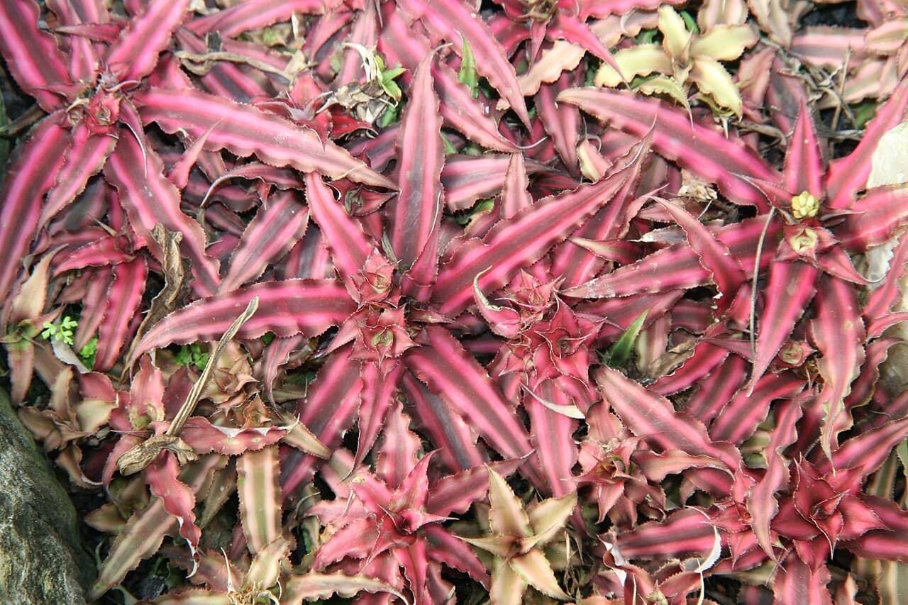 Close view of Dwarf Rose-Stripe Star (Cryptanthus bivittatus) foliage.