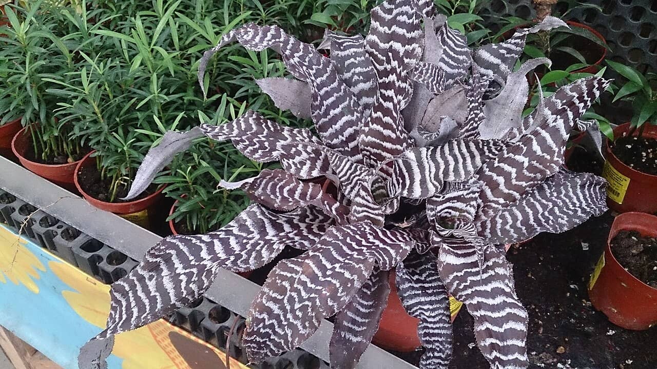 Crypanthus (Cryptanthus zonatus), the whole plant.