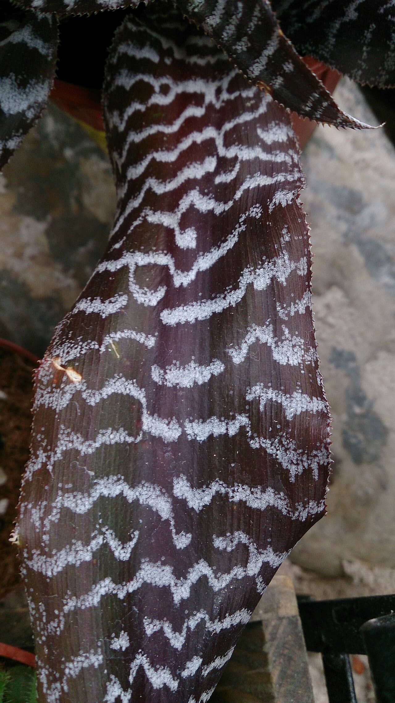 Close view of Crypanthus (Cryptanthus zonatus) foliage.