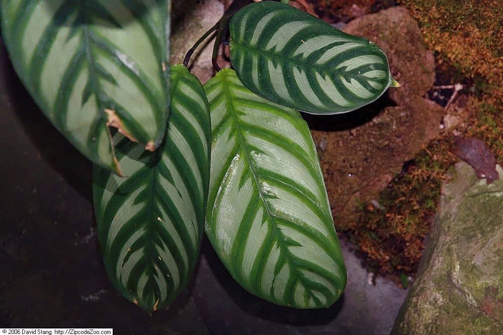 Ctenanthe amabilis (Ctenanthe amabilis), the whole plant.