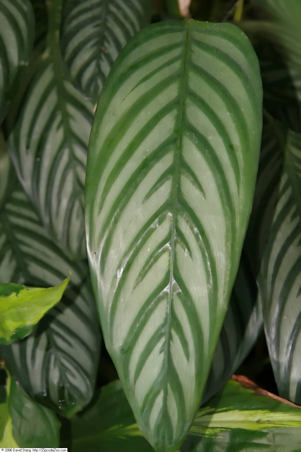 Close view of Ctenanthe amabilis (Ctenanthe amabilis) foliage.