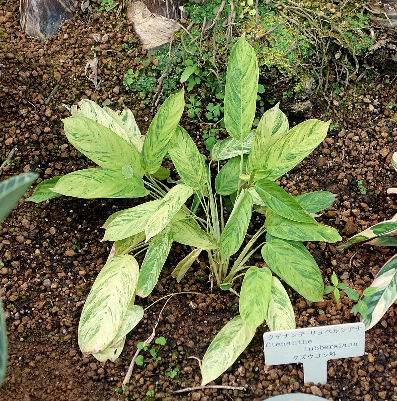 Bamburanta (Ctenanthe lubbersiana), the whole plant.