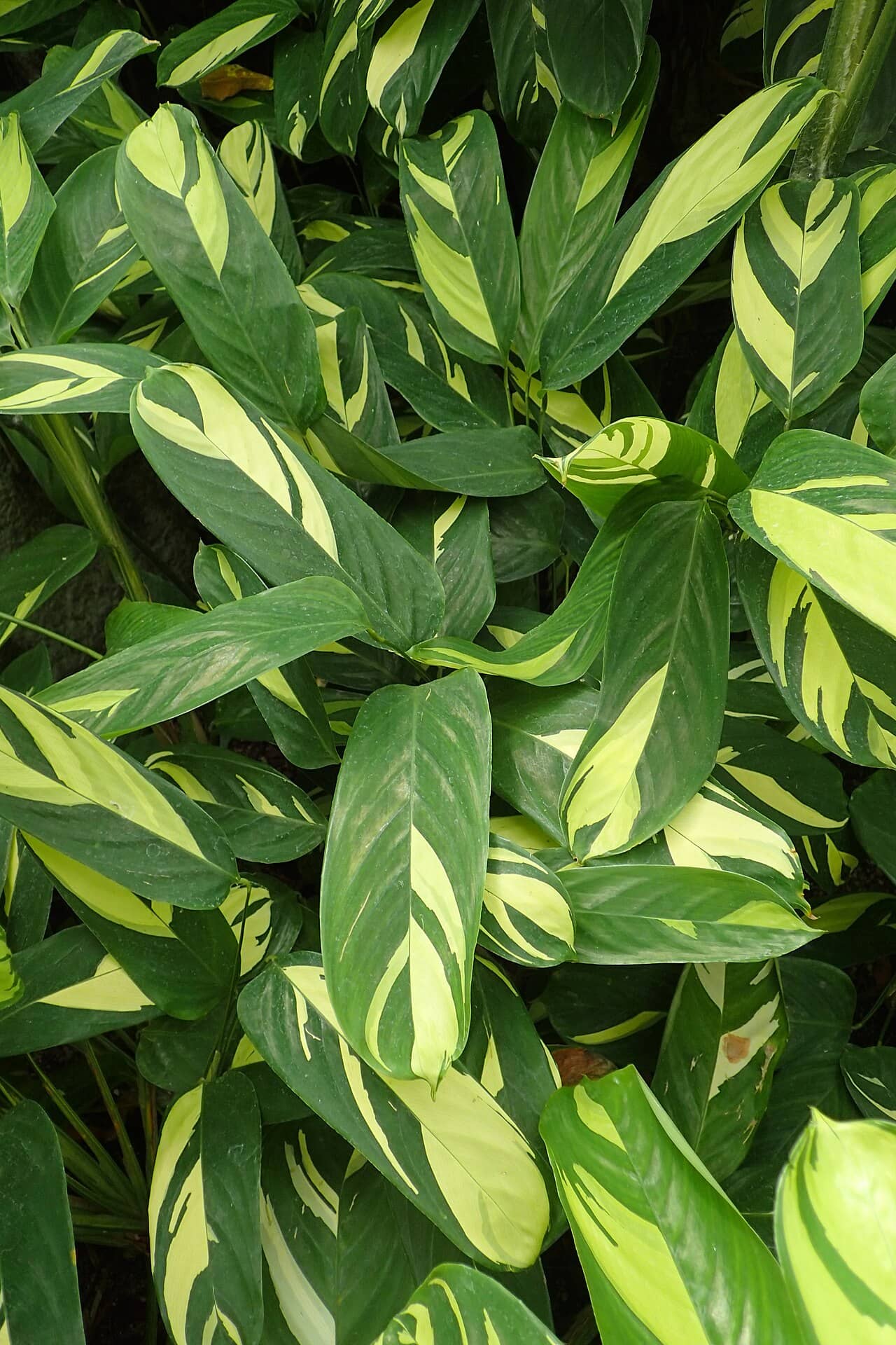 Close view of Bamburanta (Ctenanthe lubbersiana) foliage.