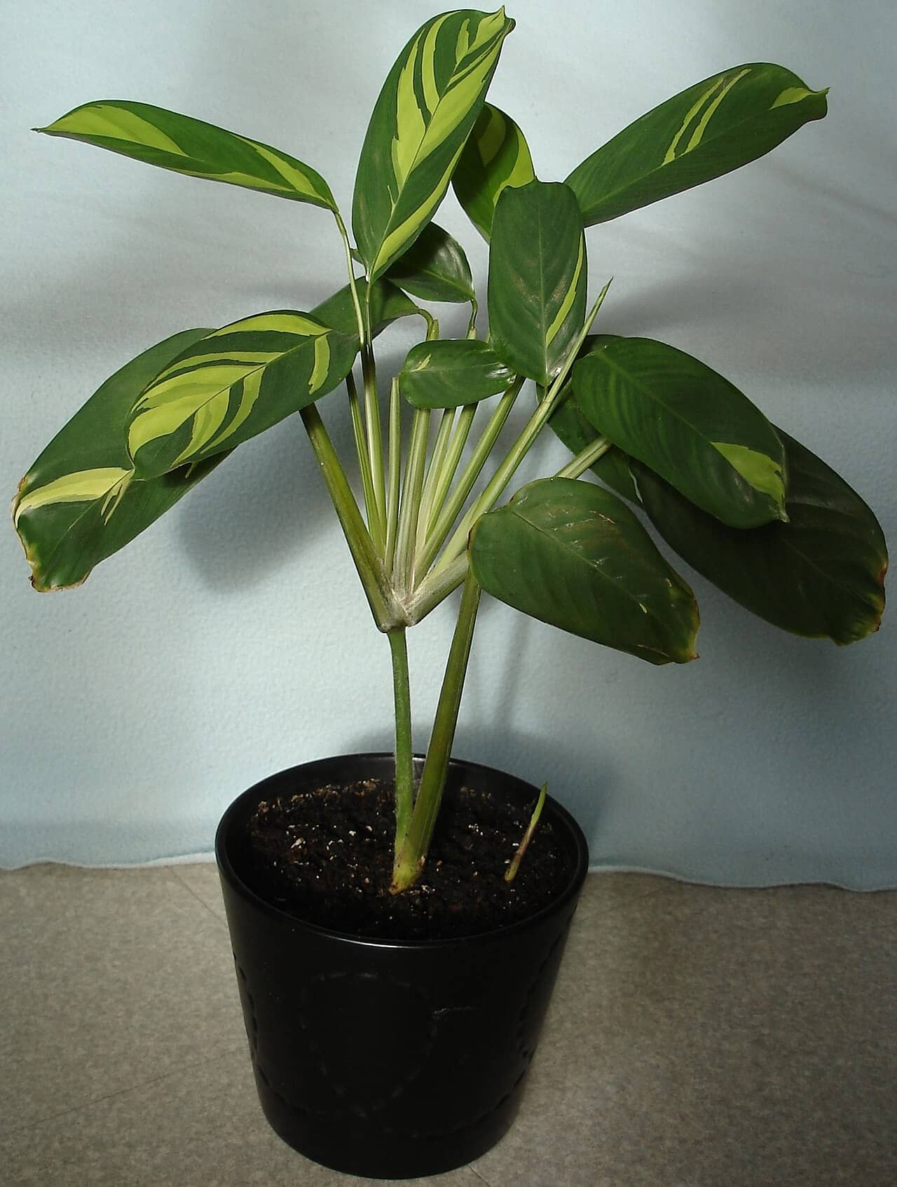 Bamburanta (Ctenanthe lubbersiana) growing in a pot.