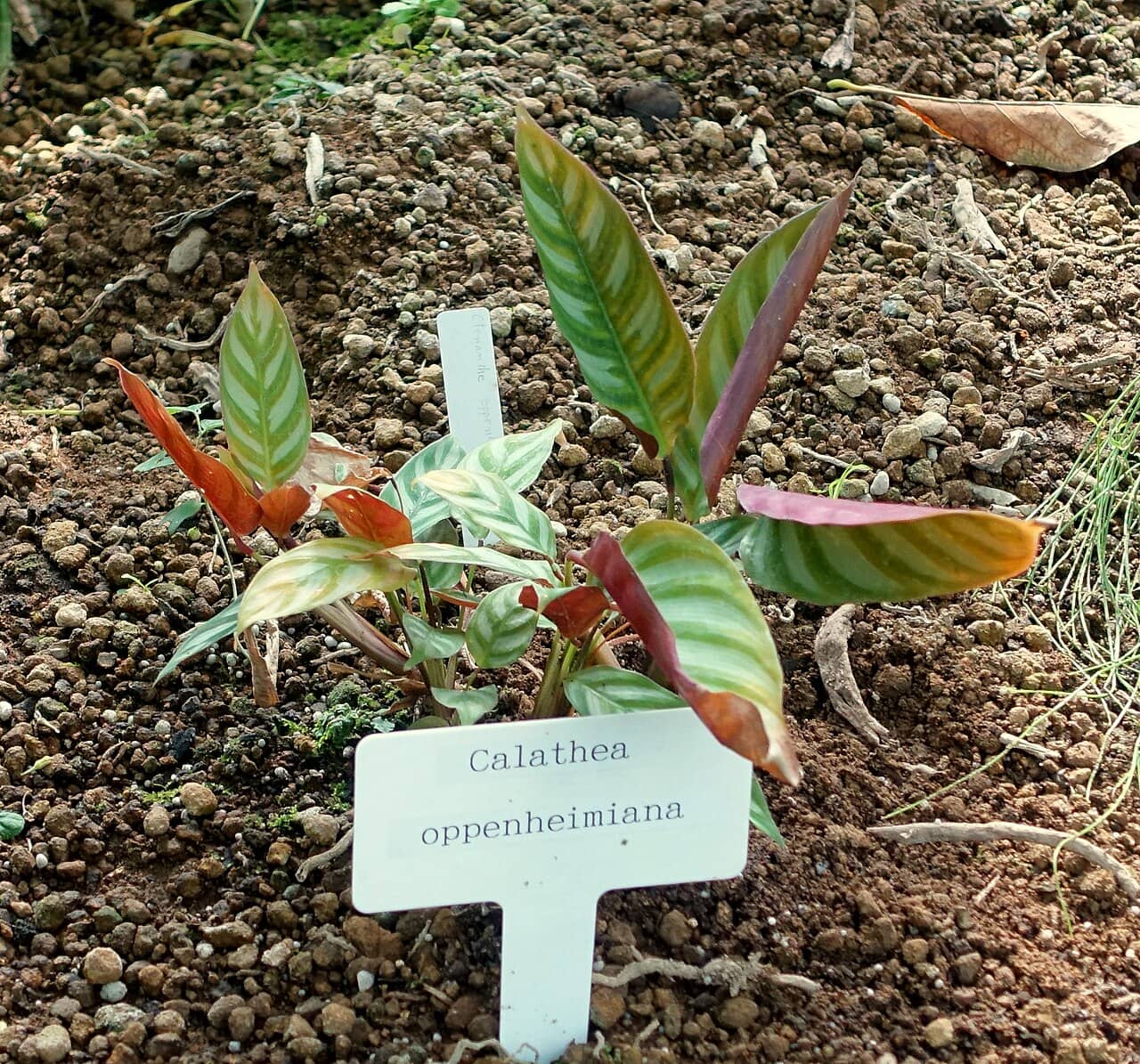 Giant Bamburanta (Ctenanthe oppenheimiana), the whole plant.