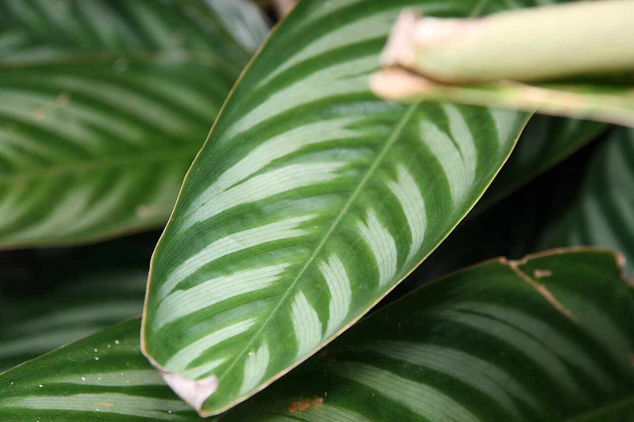 Close view of Giant Bamburanta (Ctenanthe oppenheimiana) foliage.