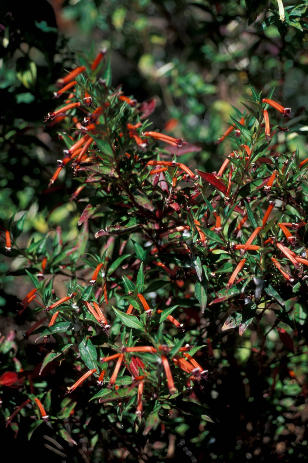 Cigar Flower (Cuphea ignea), the whole plant.