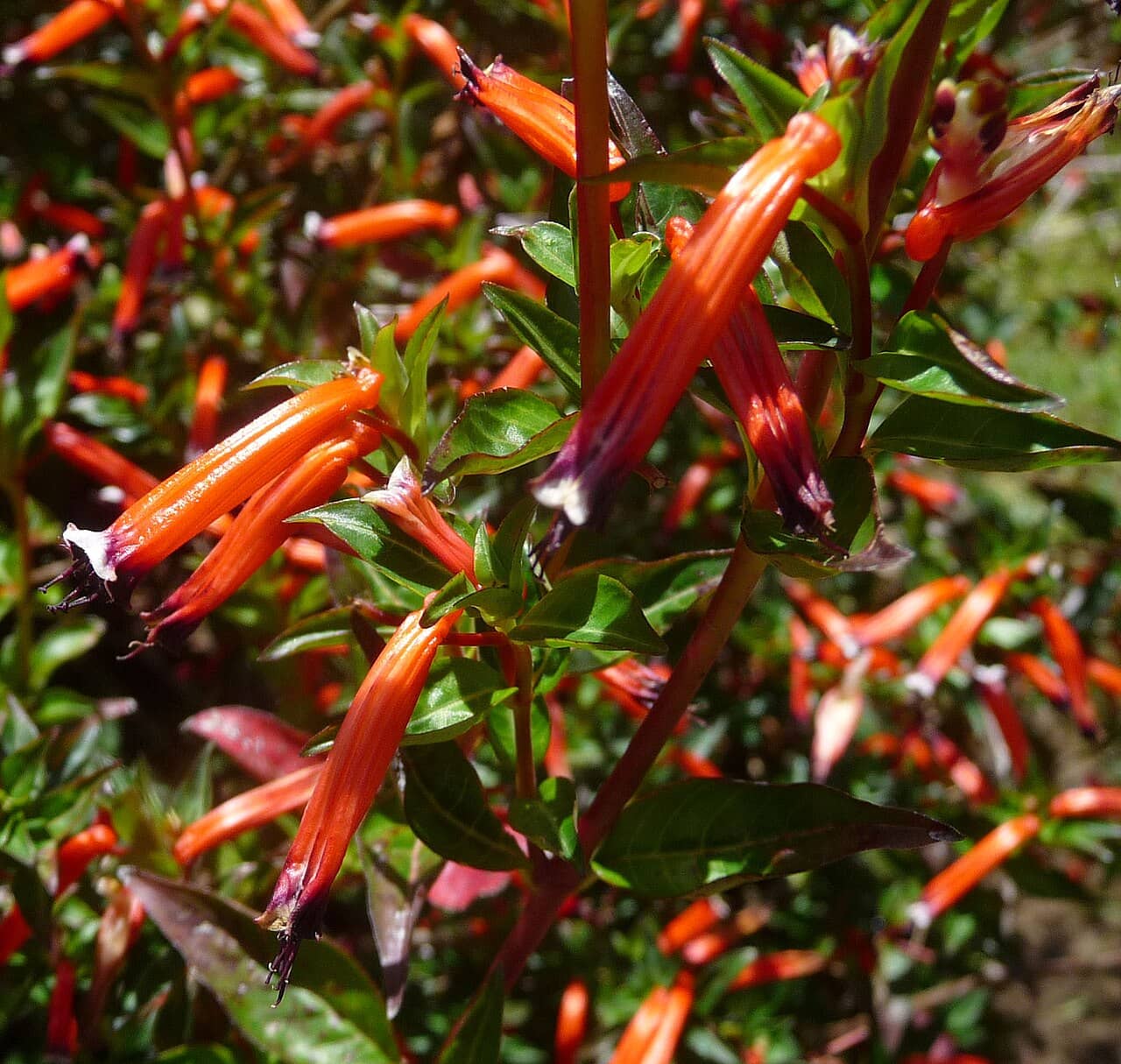Flowers of Cigar Flower (Cuphea ignea).