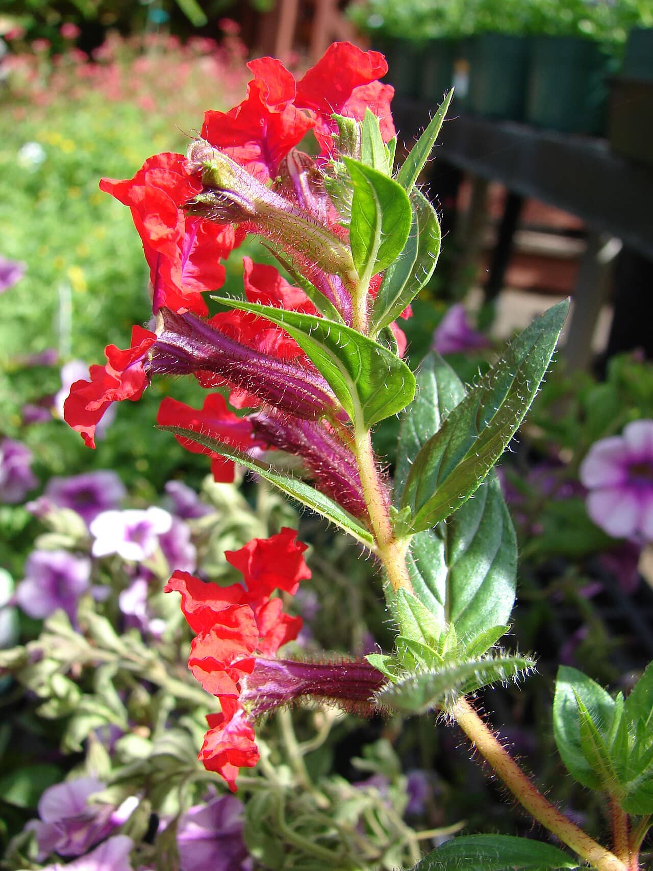 Bat-faced Cuphea (Cuphea llavea), the whole plant.