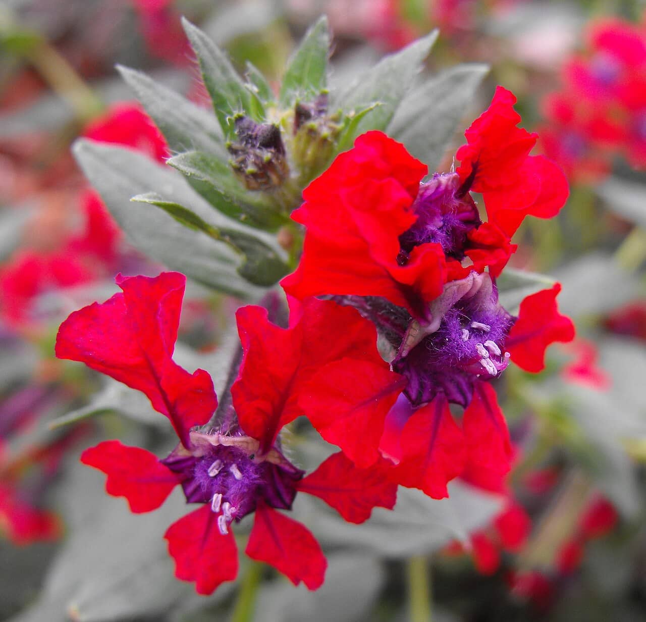 Flowers of Bat-faced Cuphea (Cuphea llavea).