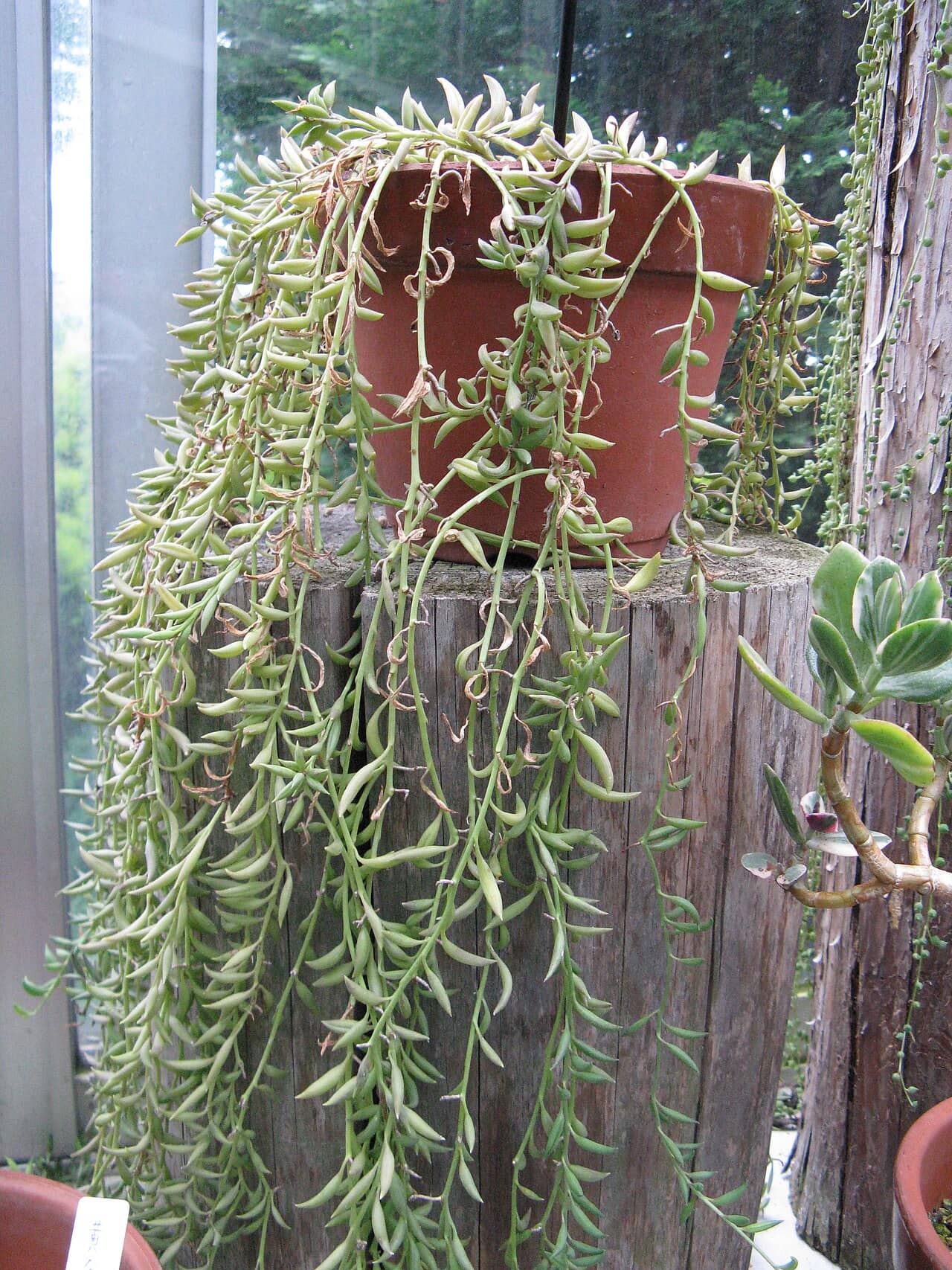Banana Vine (Curio radicans), the whole plant.