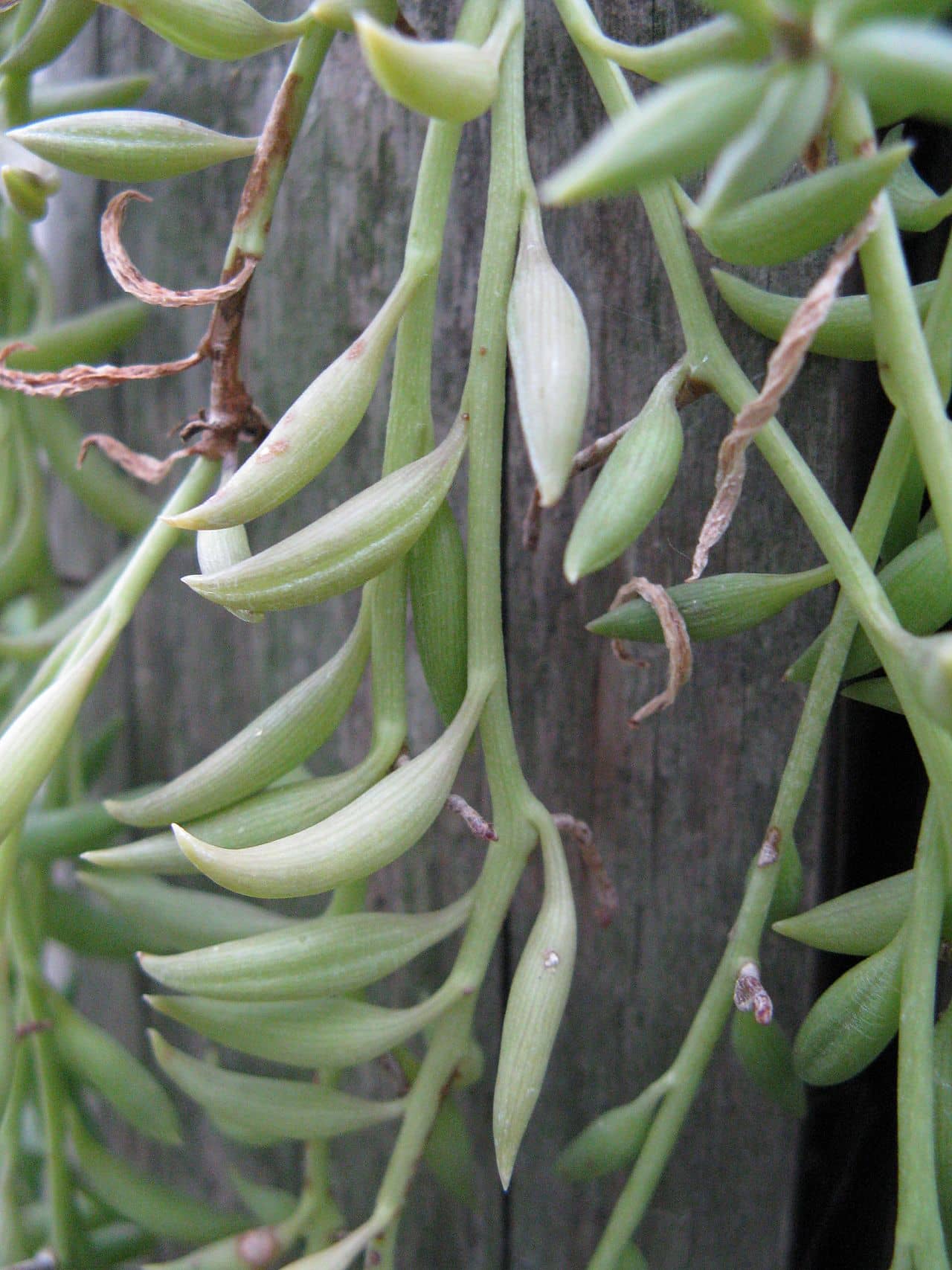 Close view of Banana Vine (Curio radicans) foliage.