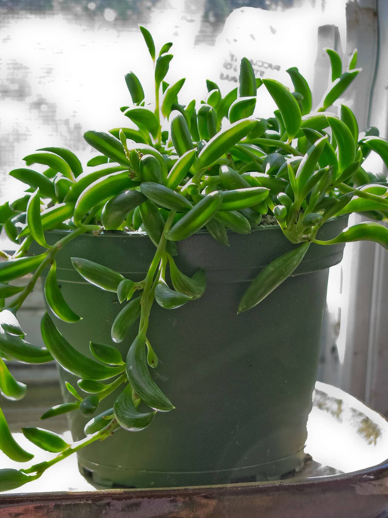 Banana Vine (Curio radicans) growing in a pot.
