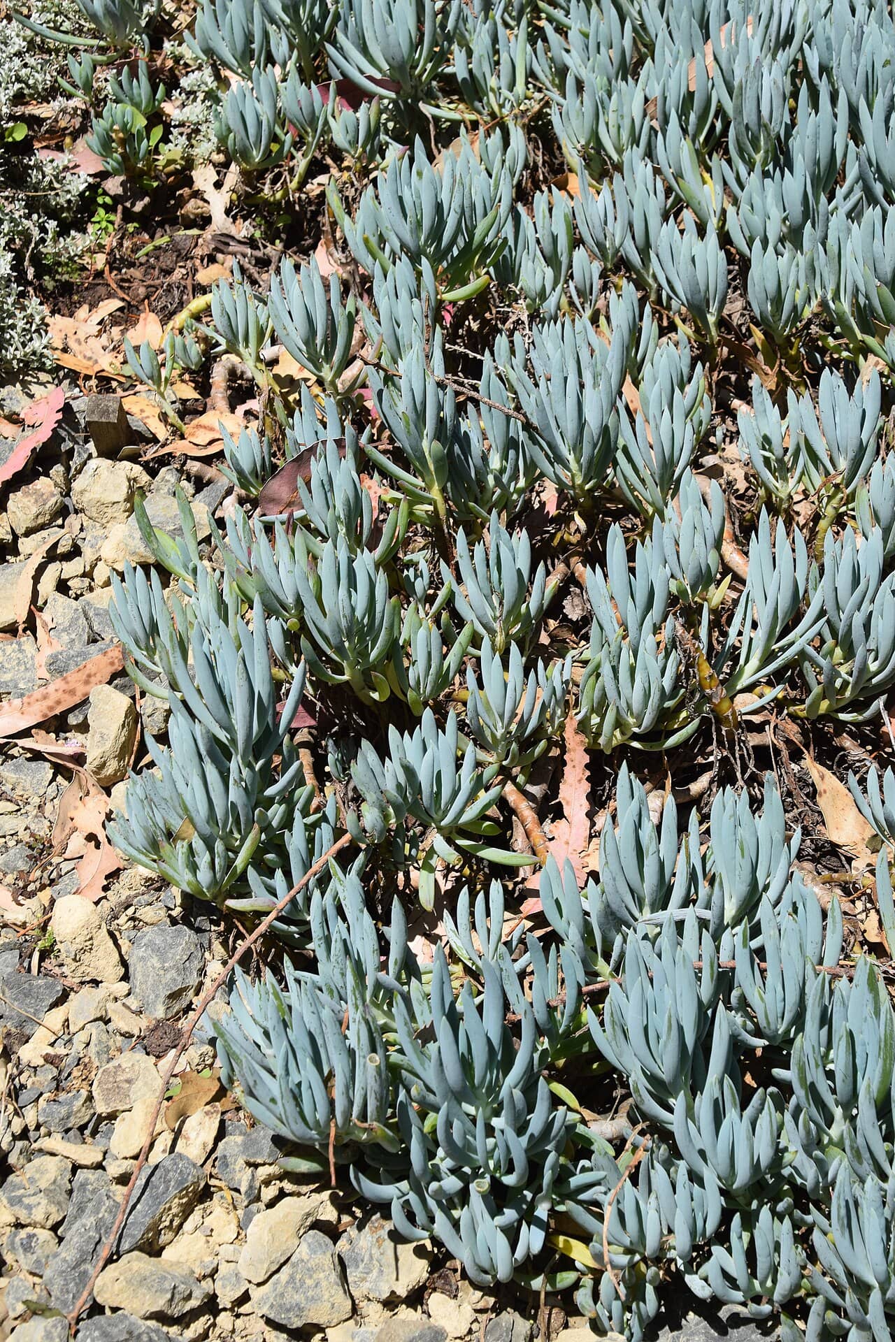 Blue Chalksticks (Curio repens), the whole plant.