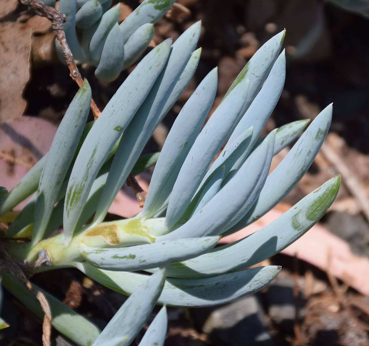 Close view of Blue Chalksticks (Curio repens) foliage.