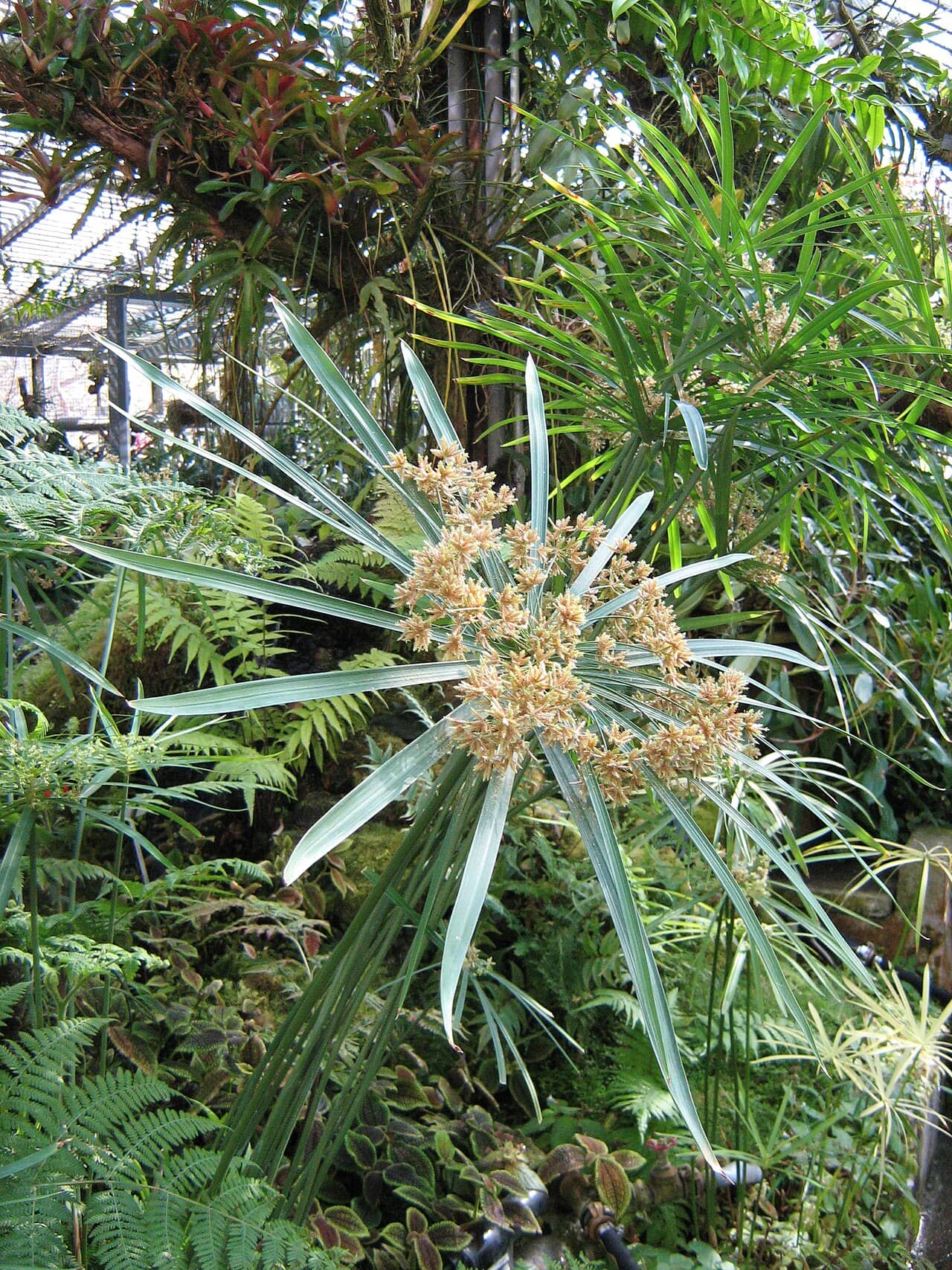 Umbrella Grass (Cyperus alternifolius), the whole plant.