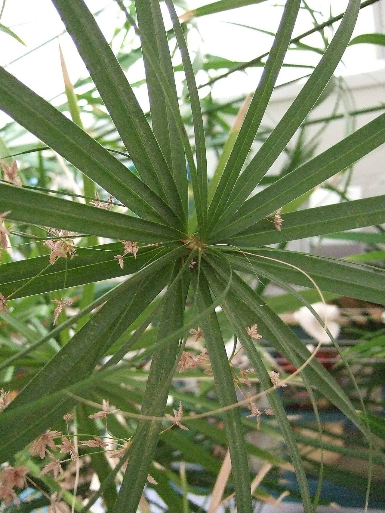 Close view of Umbrella Grass (Cyperus alternifolius) foliage.