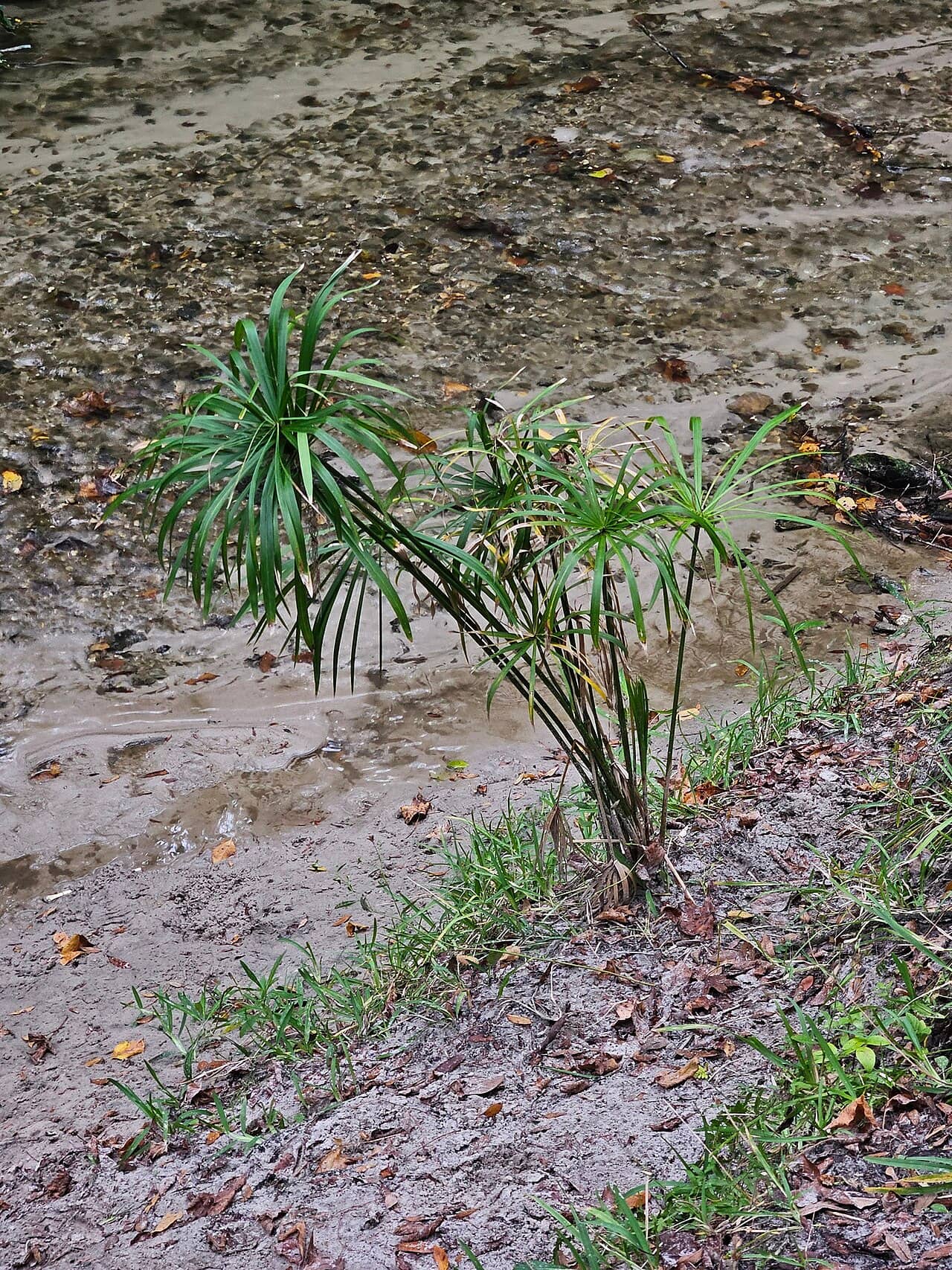 Umbrella Grass (Cyperus alternifolius) growing wild.