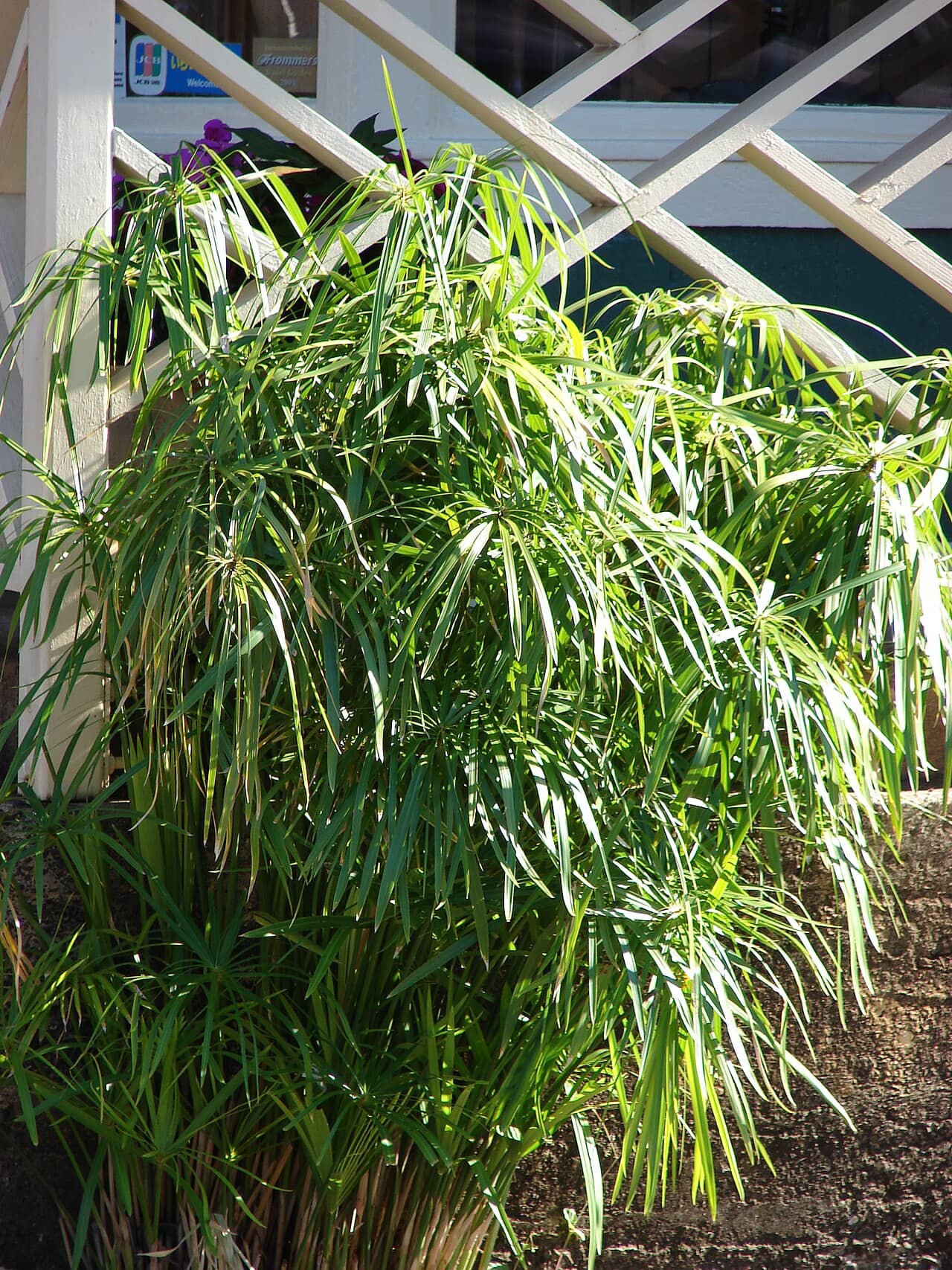 Umbrella plant (Cyperus involucratus), the whole plant.