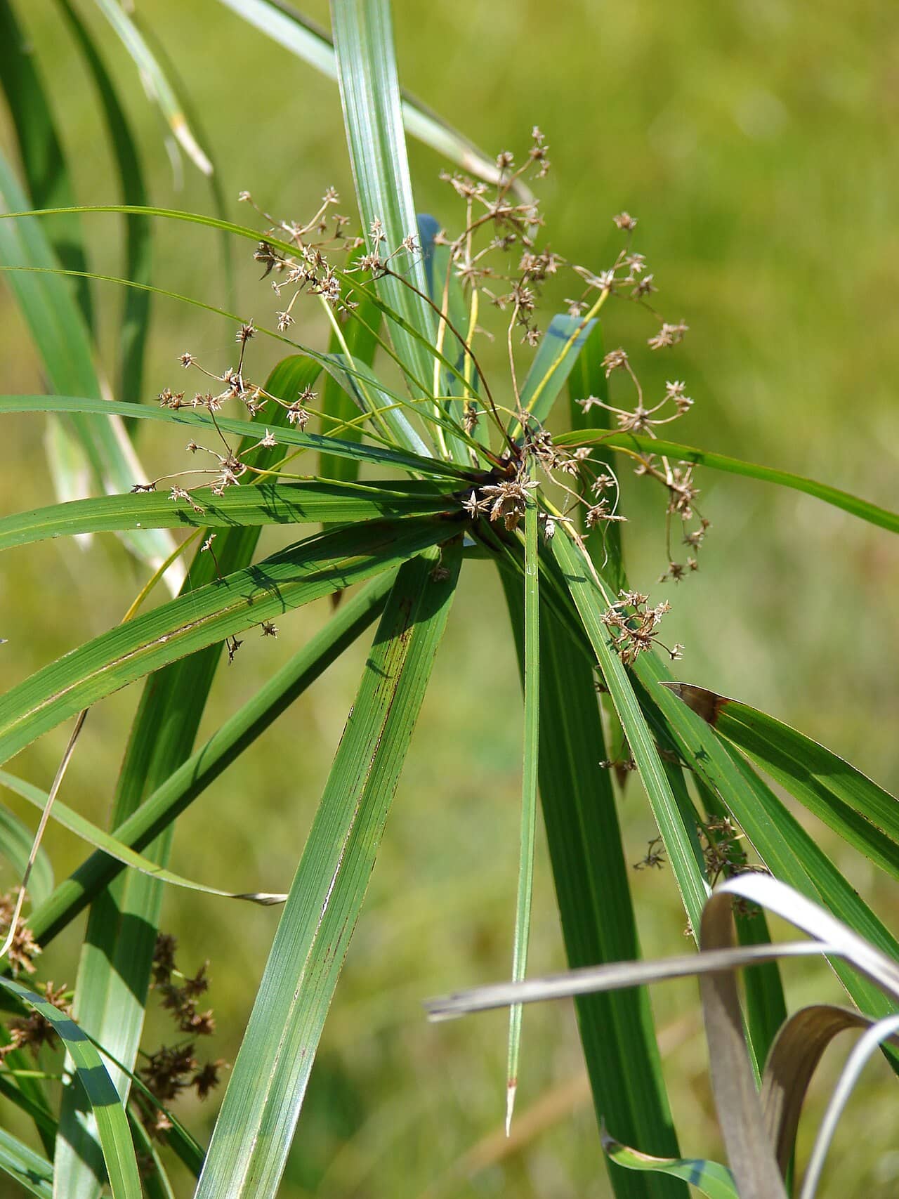 Close view of Umbrella plant (Cyperus involucratus) foliage.
