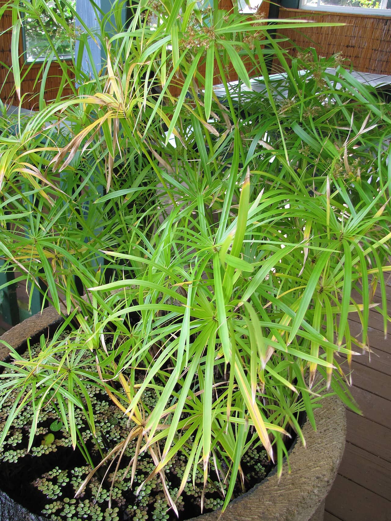 Umbrella plant (Cyperus involucratus) growing in a pot.