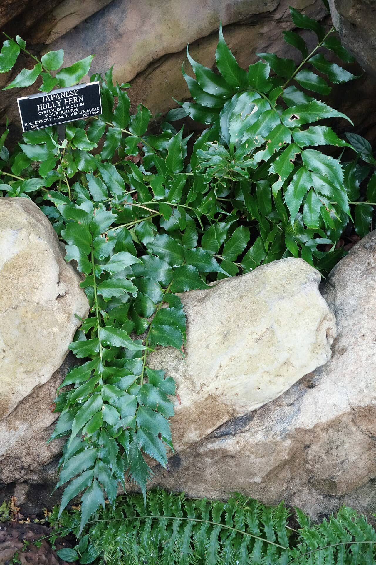 Japanese netvein hollyfern (Cyrtomium falcatum), the whole plant.