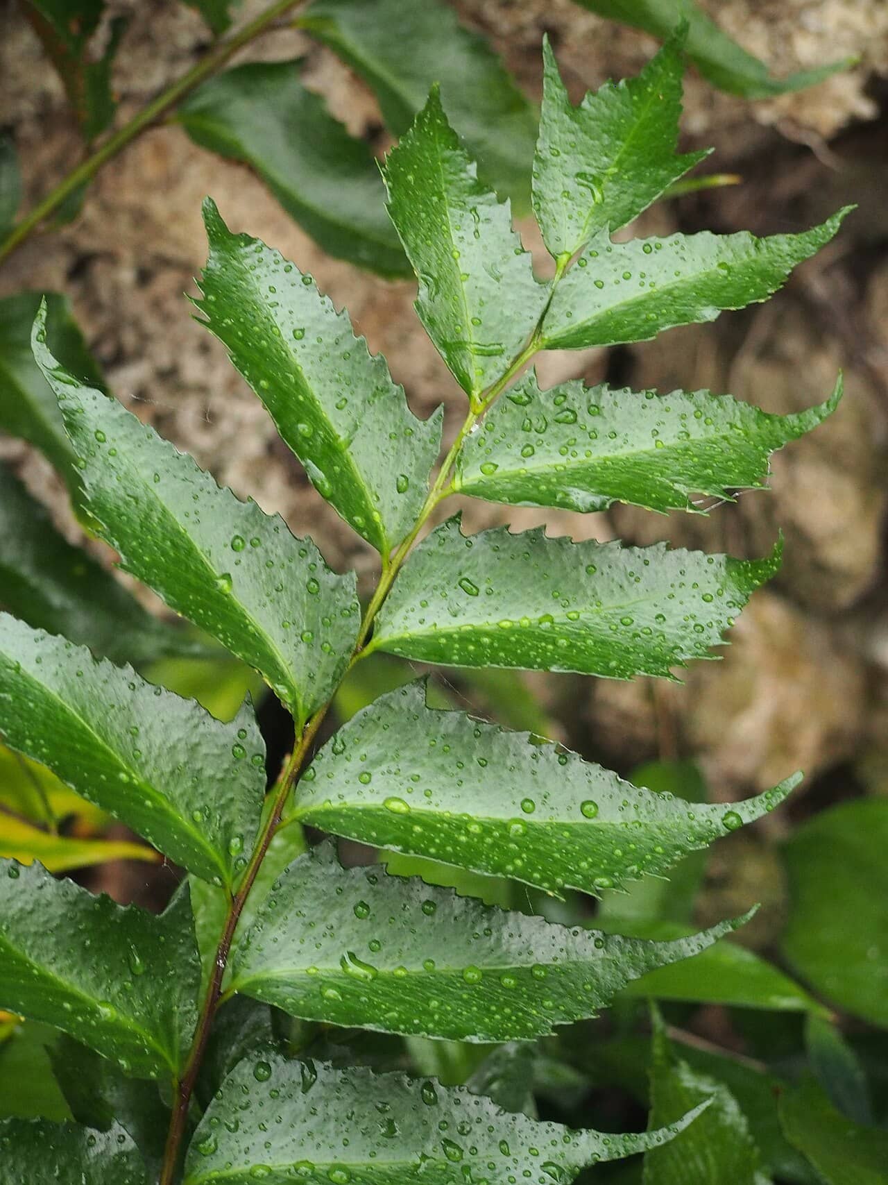 Close view of Japanese netvein hollyfern (Cyrtomium falcatum) foliage.