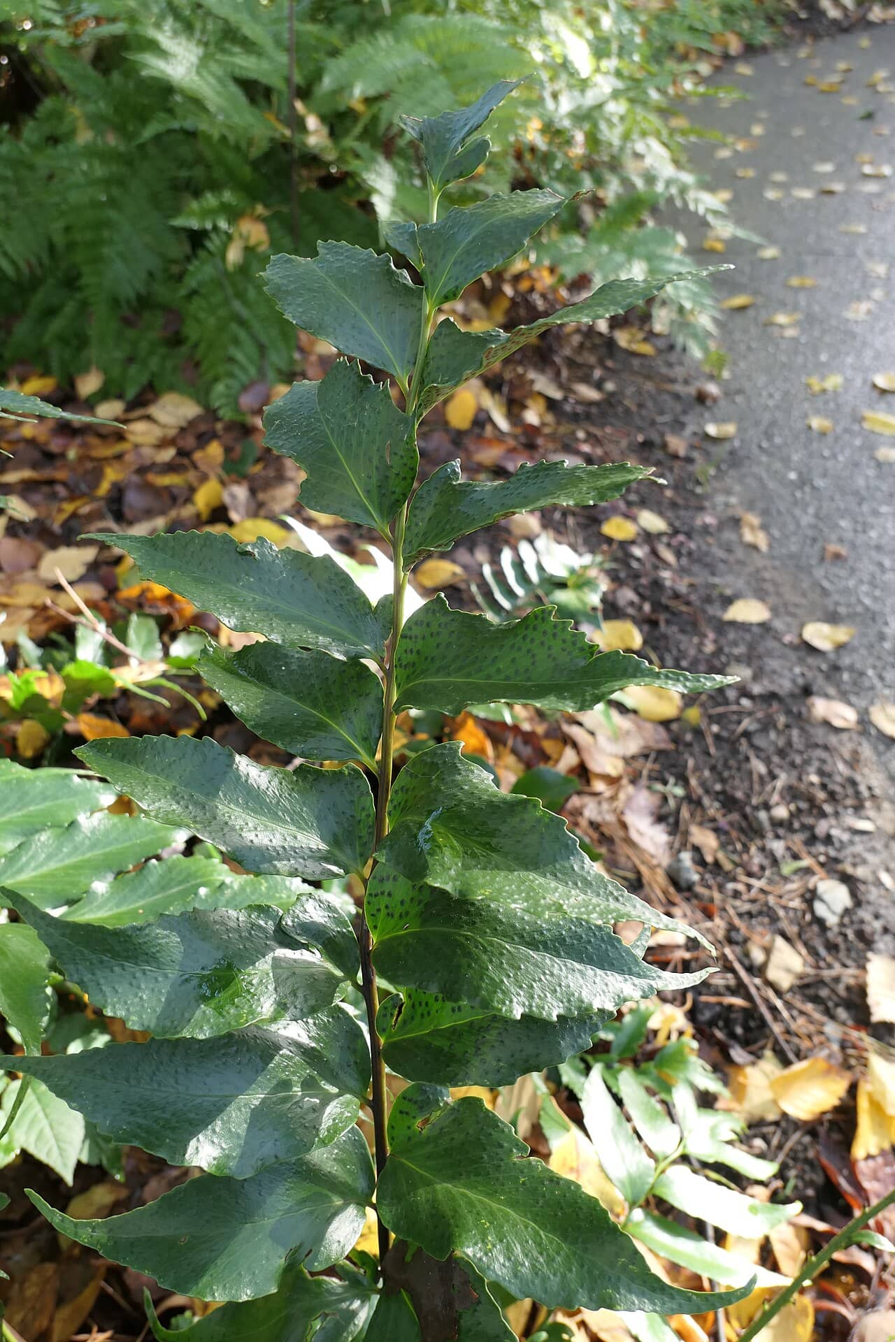 Japanese netvein hollyfern (Cyrtomium falcatum) growing wild.