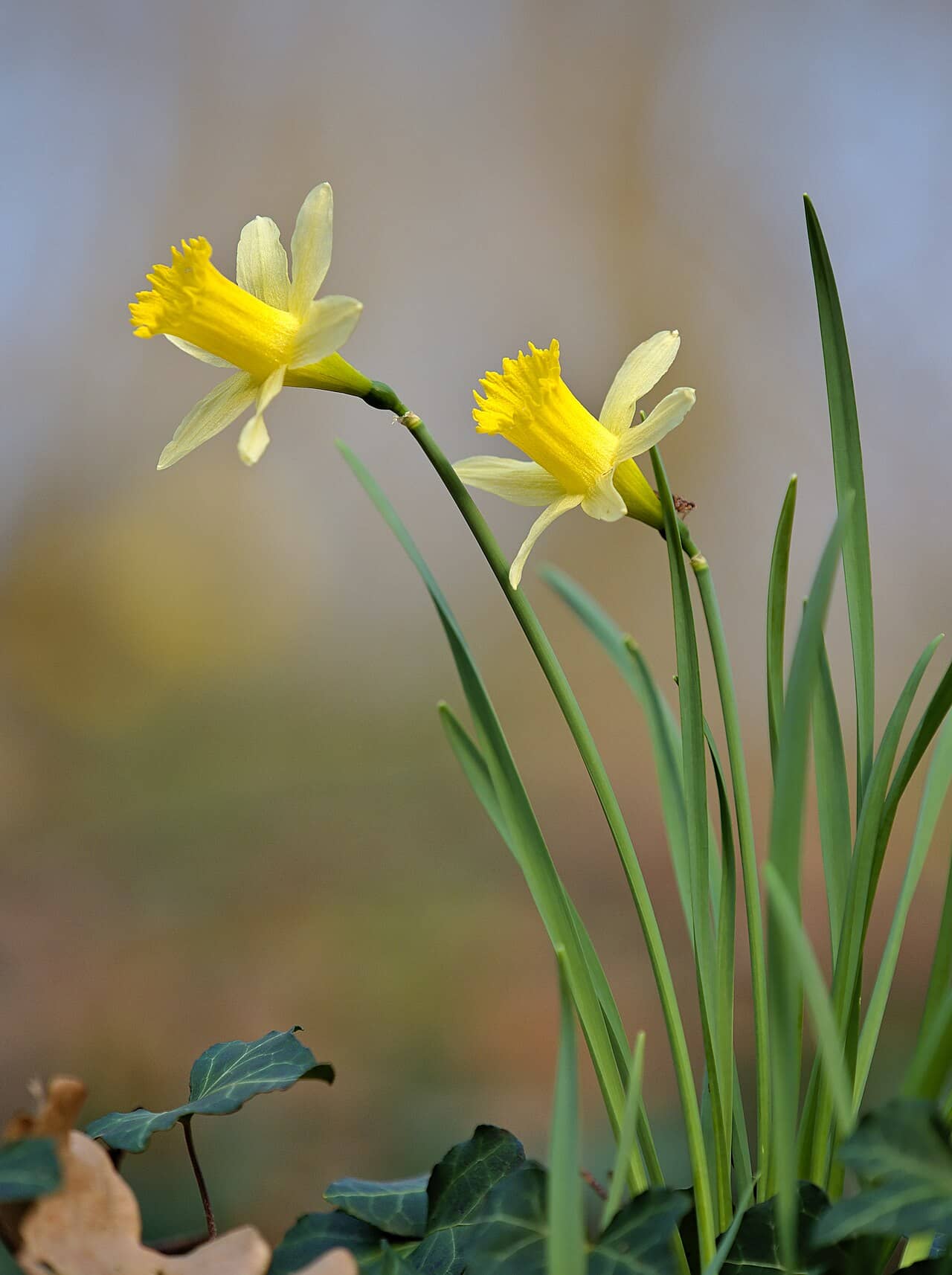 Wild daffodil (Narcissus pseudonarcissus), the whole plant.