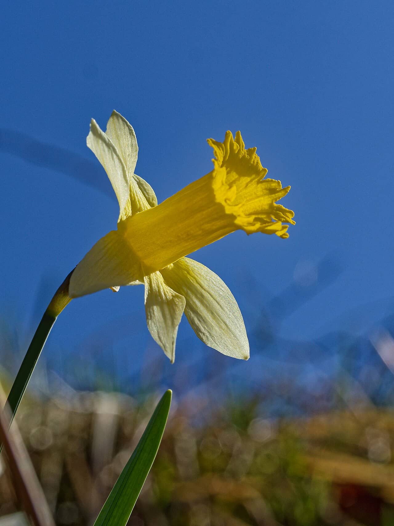 Flowers of Wild daffodil (Narcissus pseudonarcissus).