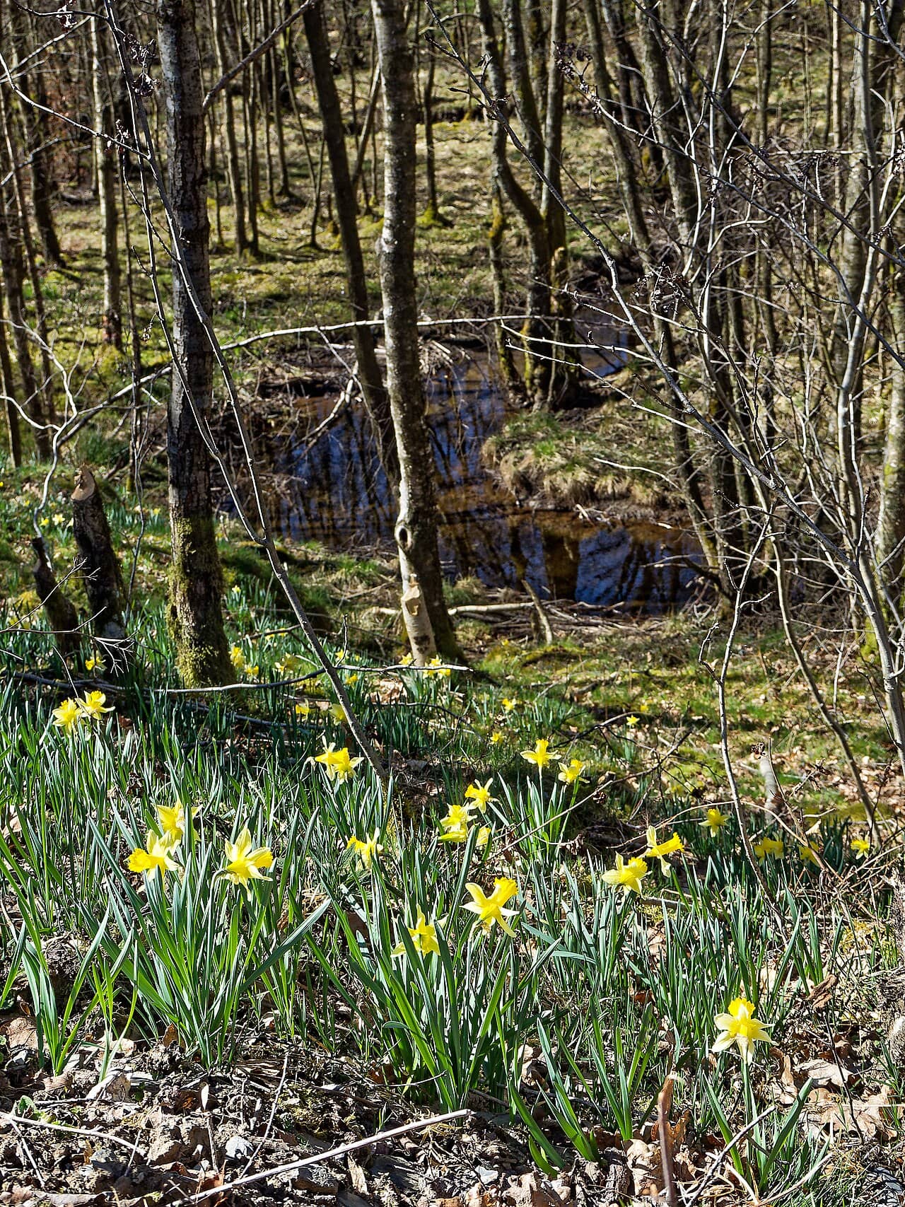 Wild daffodil (Narcissus pseudonarcissus) growing wild.