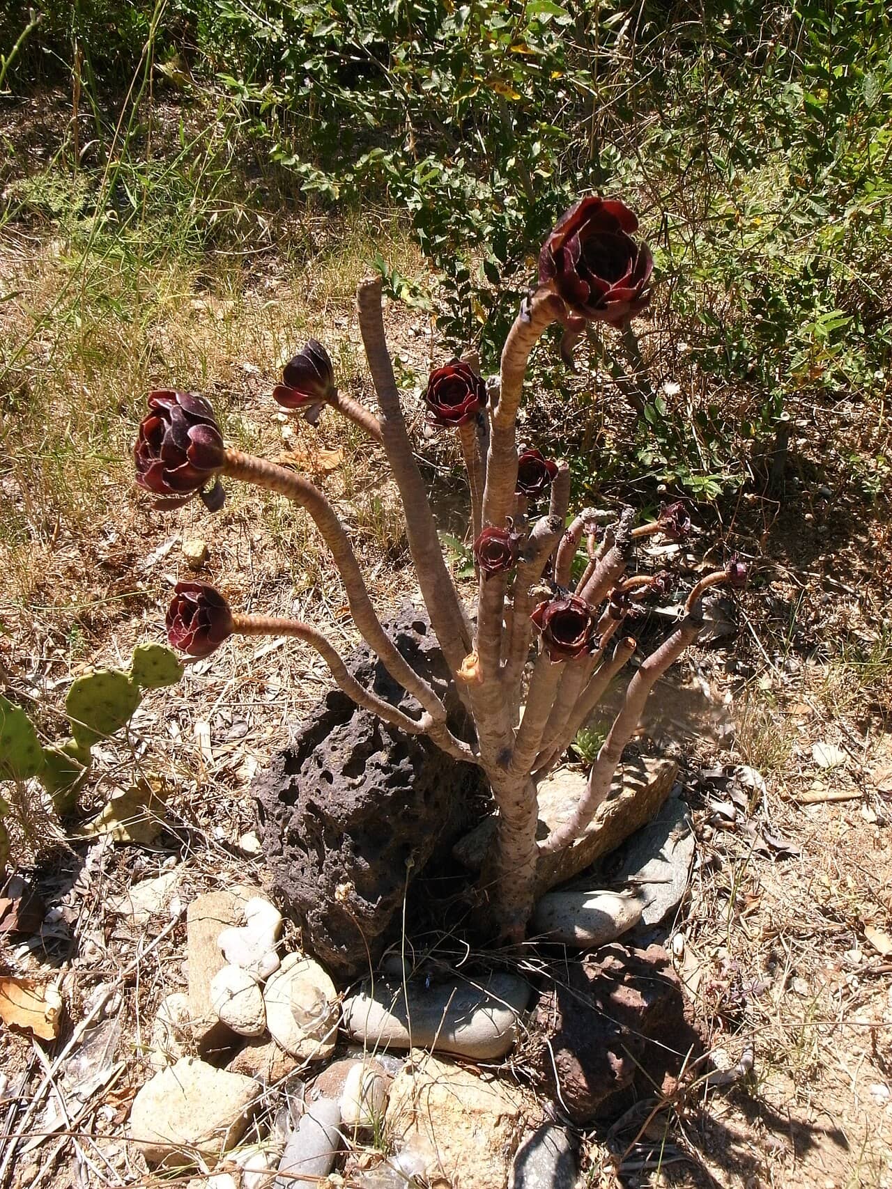 Dark purple houseleek tree (Aeonium arboreum), the whole plant.