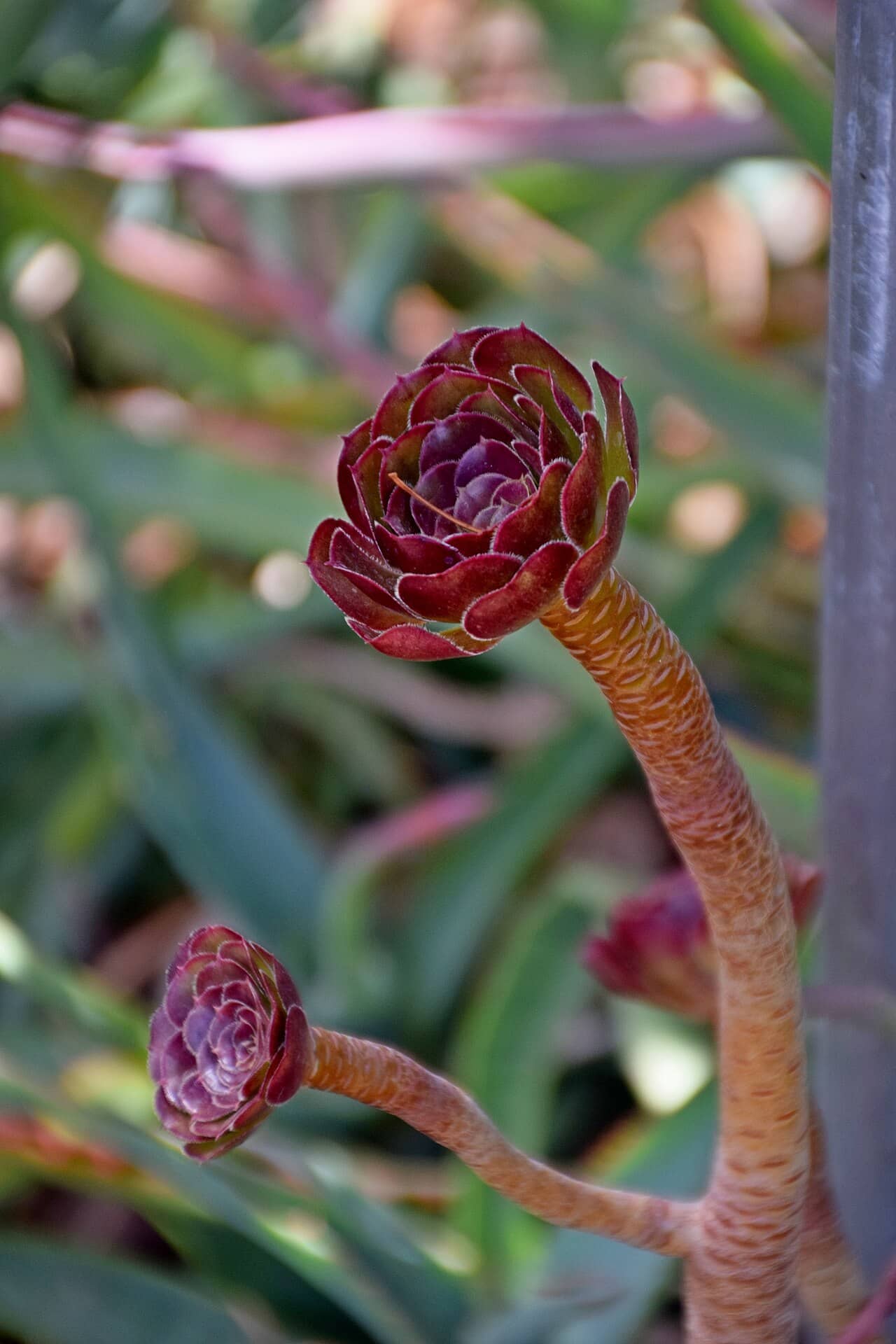 Close view of Dark purple houseleek tree (Aeonium arboreum) foliage.