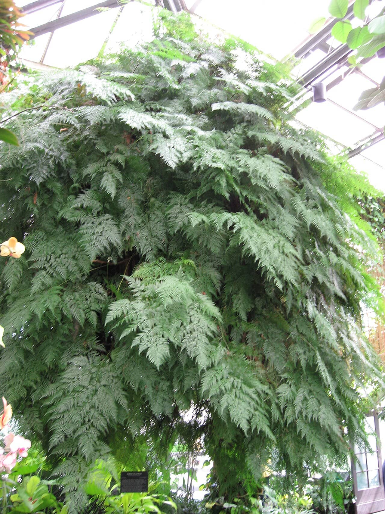 Dainty Rabbits-Foot Fern (Davallia fejeensis), the whole plant.