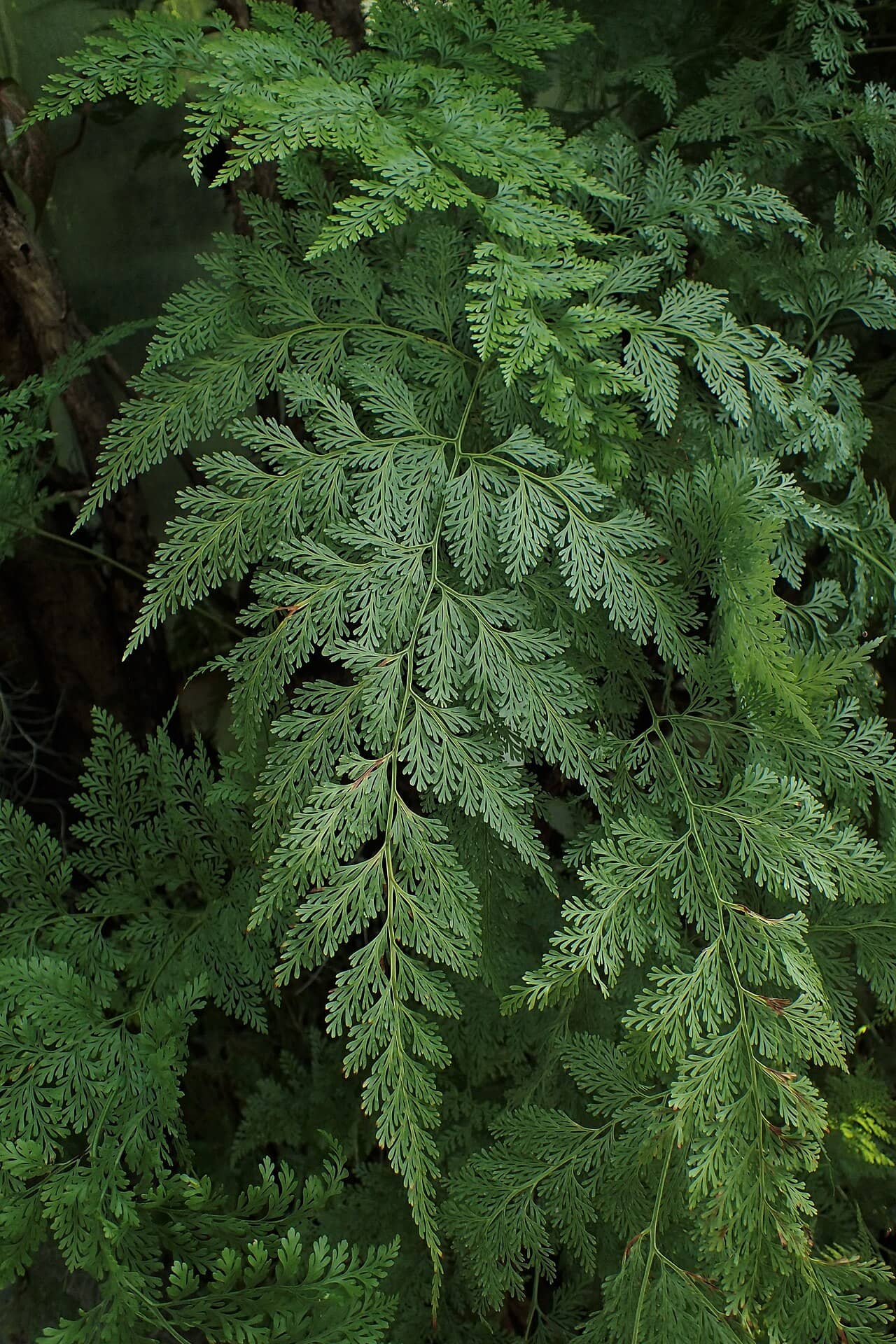 Close view of Dainty Rabbits-Foot Fern (Davallia fejeensis) foliage.
