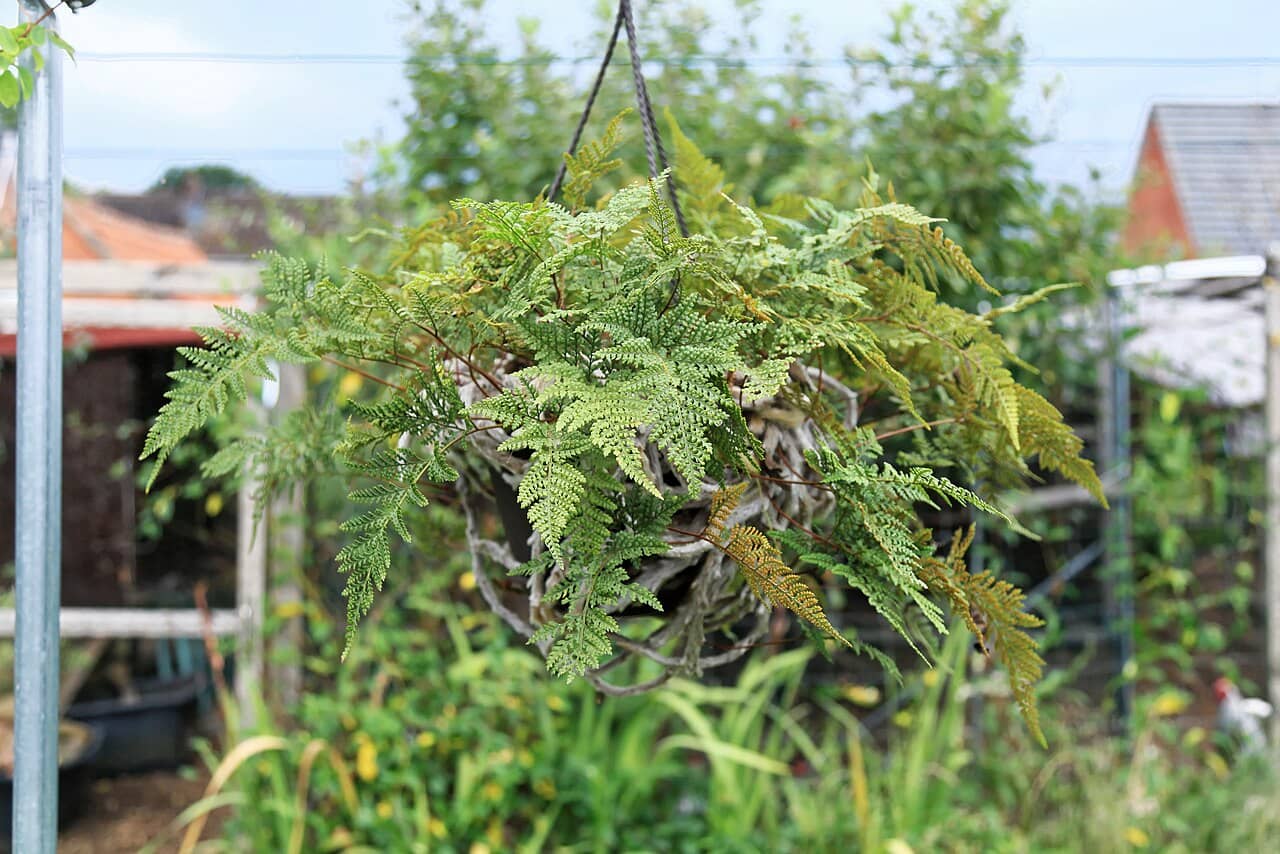 Davallia tyermanii (Davallia tyermanii), the whole plant.