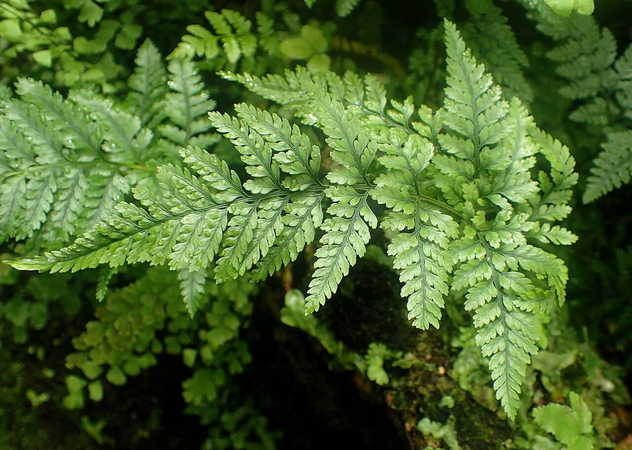 Close view of Davallia tyermanii (Davallia tyermanii) foliage.