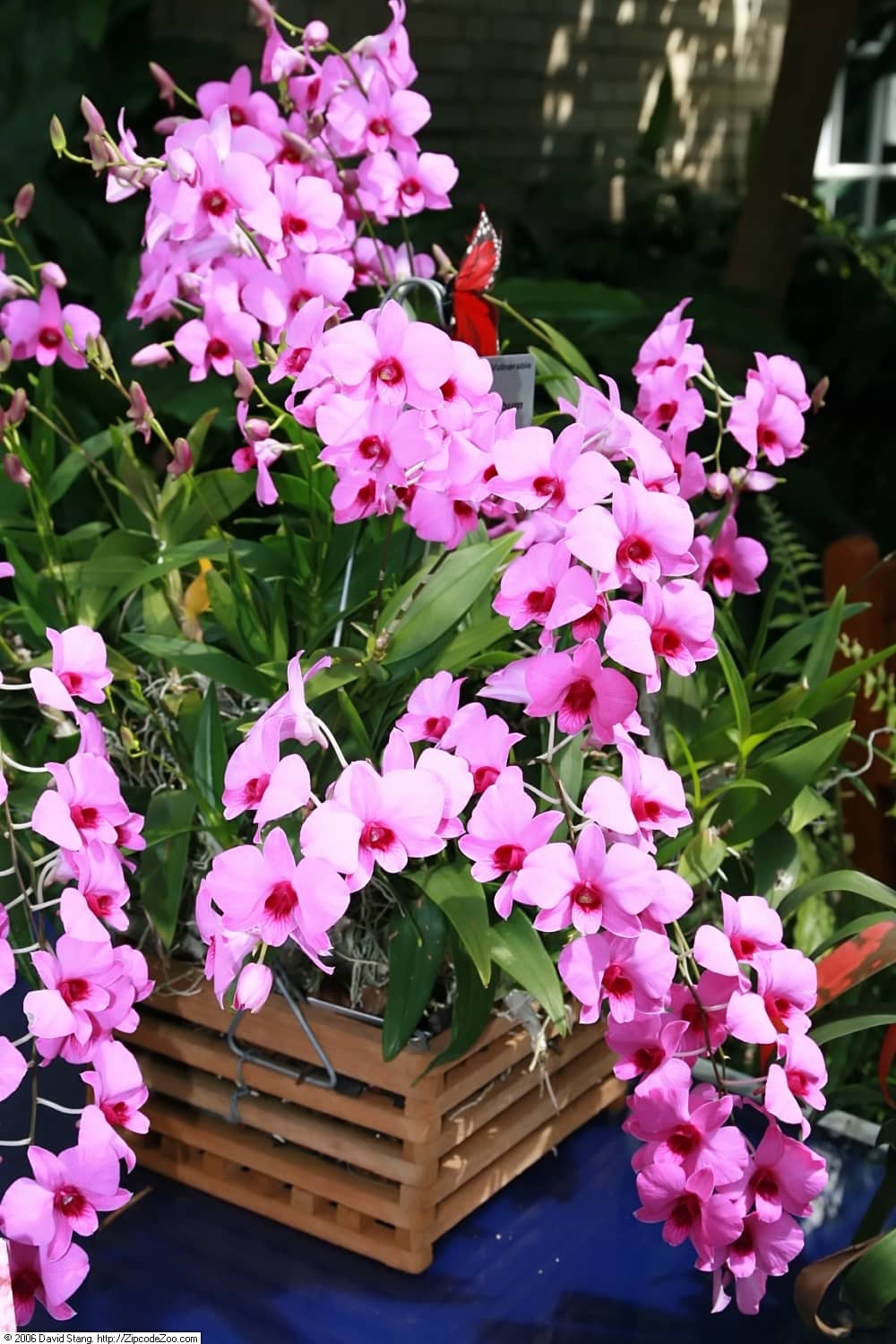 Butterfly Dendrobium (Dendrobium bigibbum), the whole plant.
