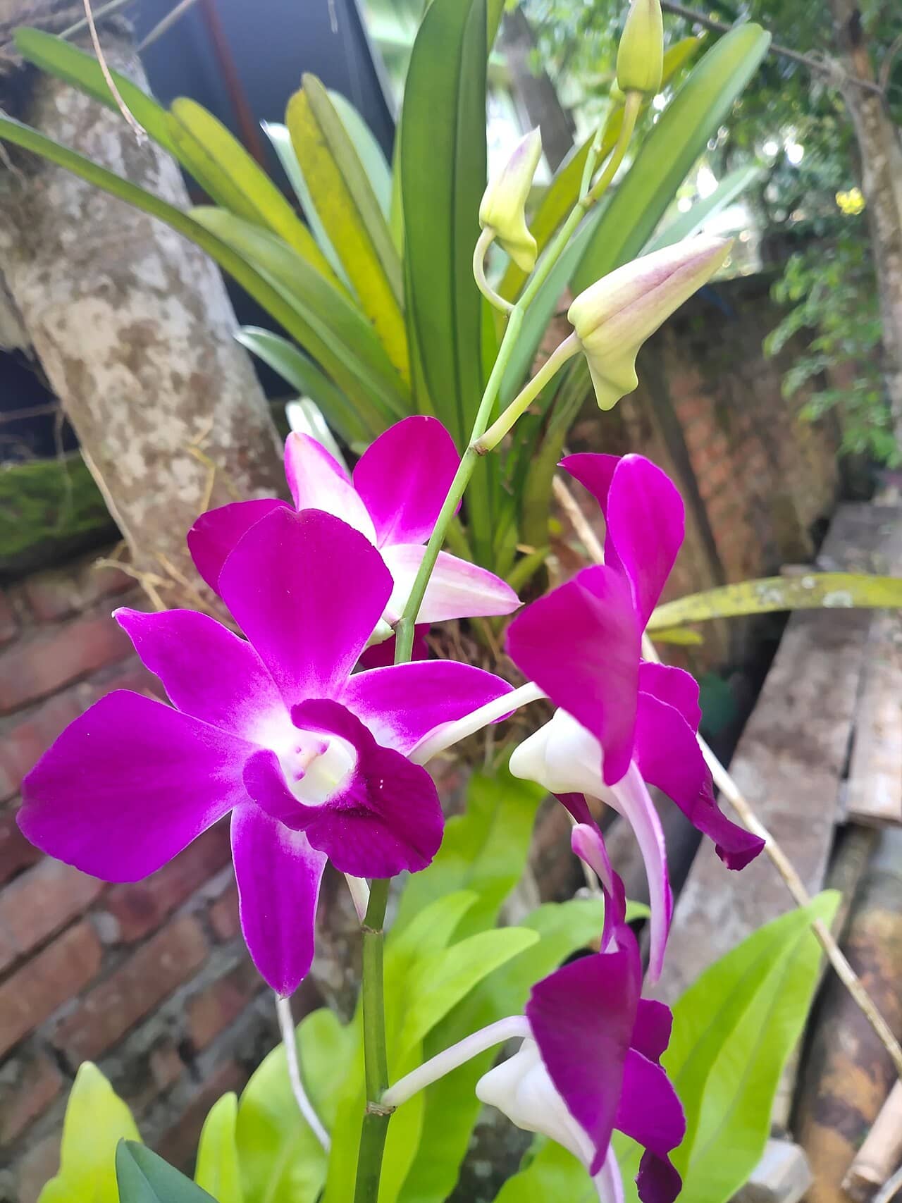 Flowers of Butterfly Dendrobium (Dendrobium bigibbum).