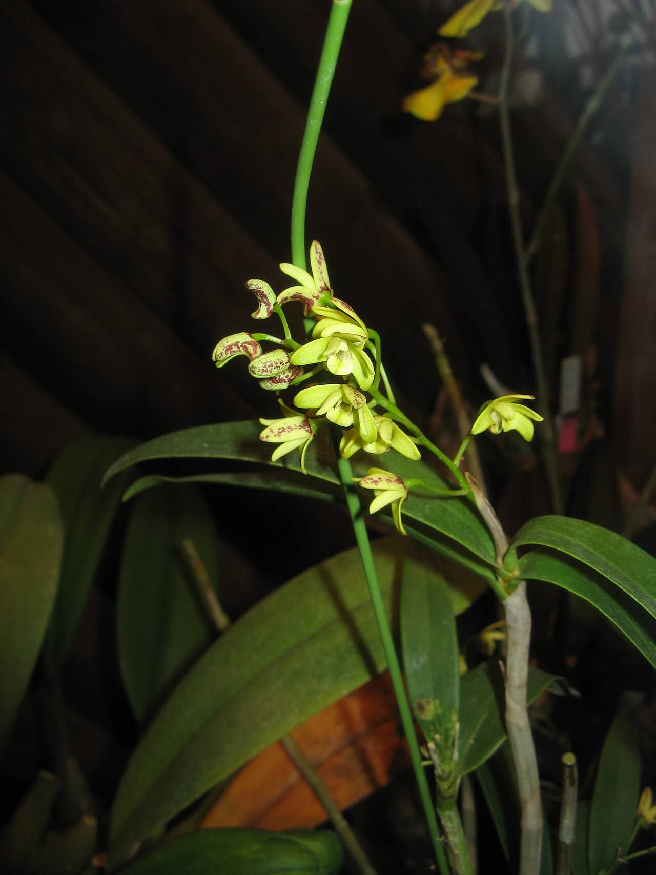 Blotched Cane Orchid (Dendrobium gracilicaule), the whole plant.