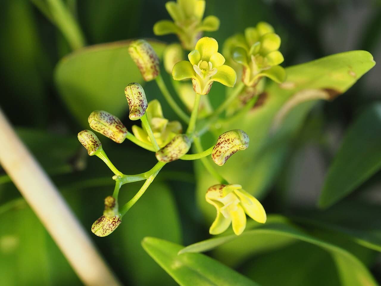 Flowers of Blotched Cane Orchid (Dendrobium gracilicaule).