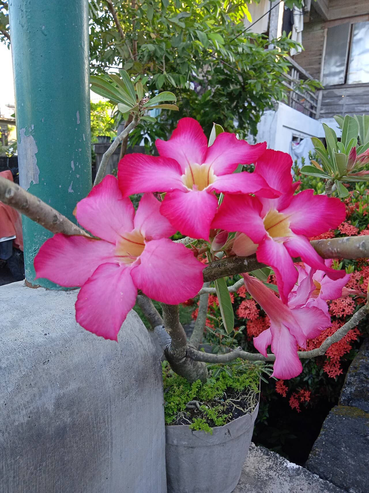 Desert Rose (Adenium obesum), the whole plant.