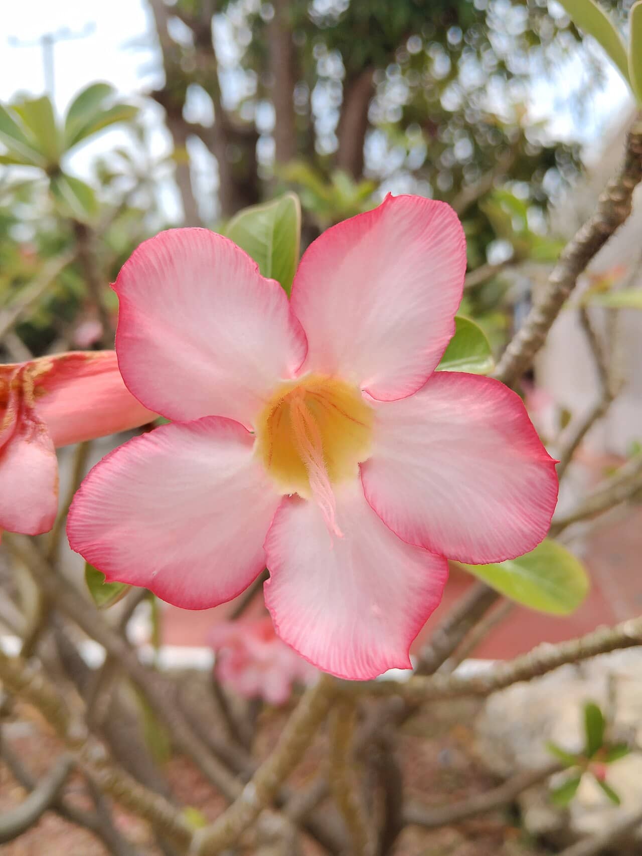 Flowers of Desert Rose (Adenium obesum).