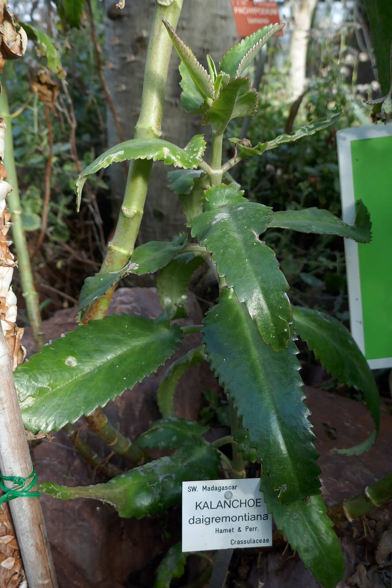 Devil's Backbone (Kalanchoe daigremontiana), the whole plant.