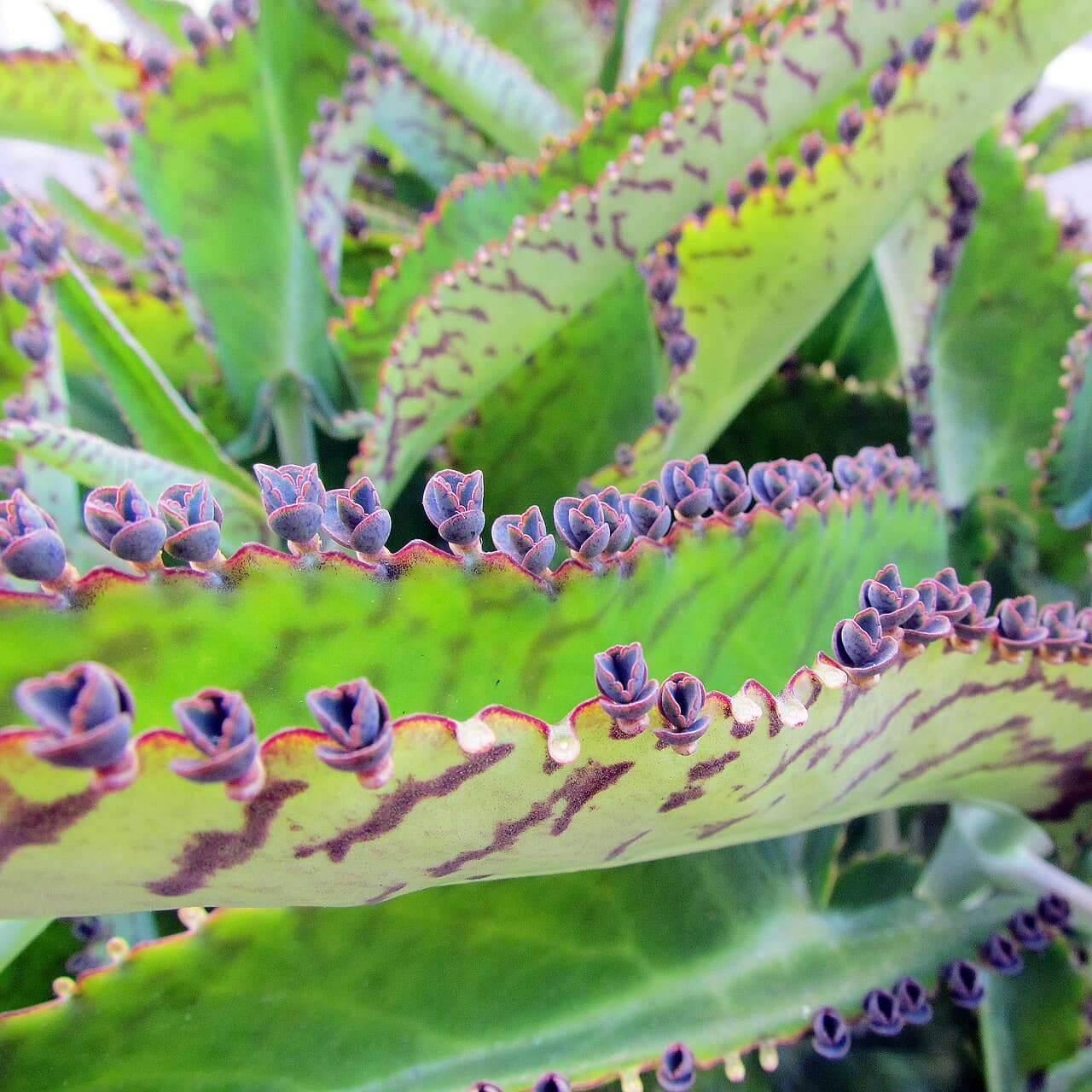 Close view of Devil's Backbone (Kalanchoe daigremontiana) foliage.