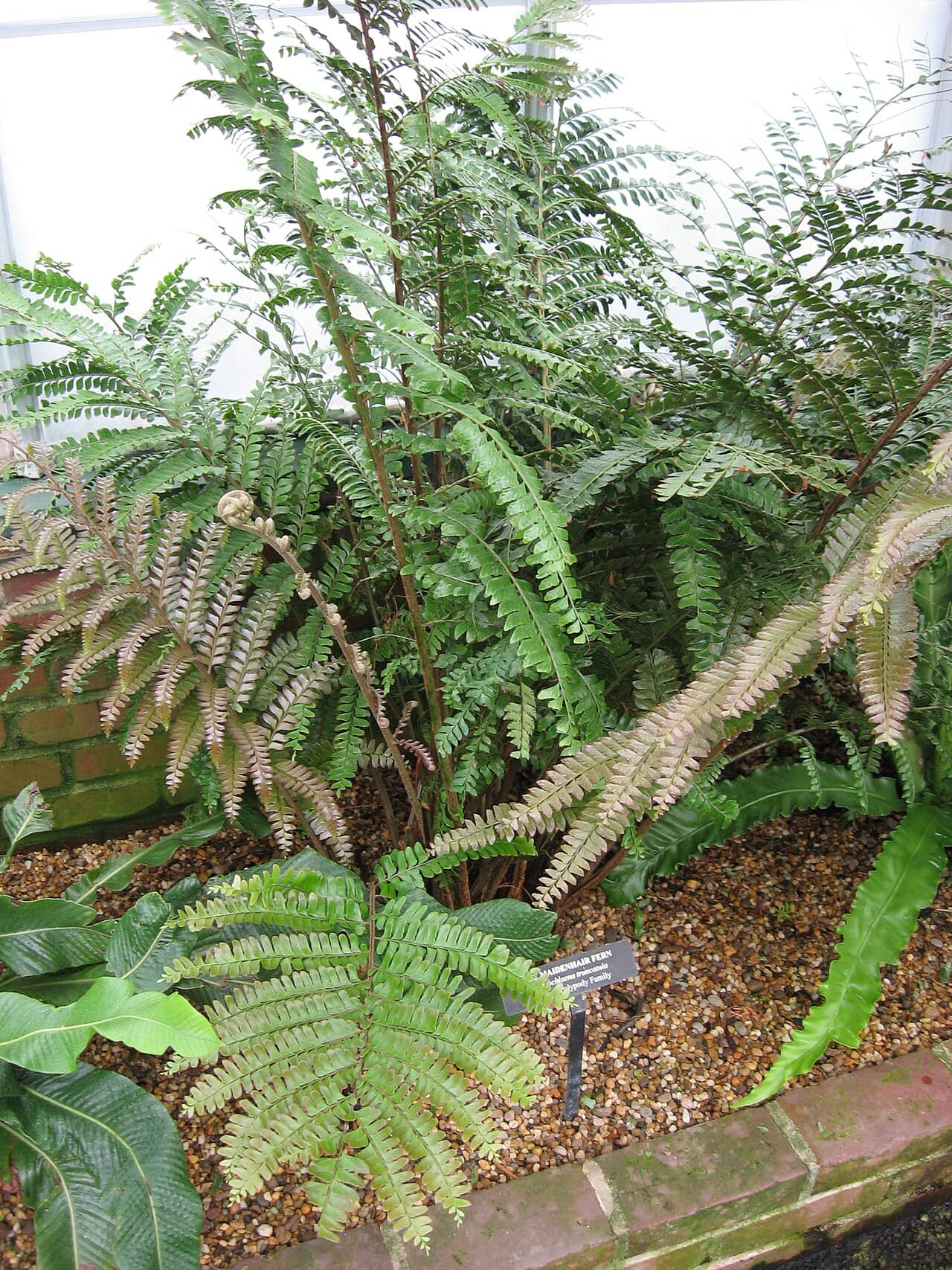 Didymochlaena truncatula (Didymochlaena truncatula), the whole plant.