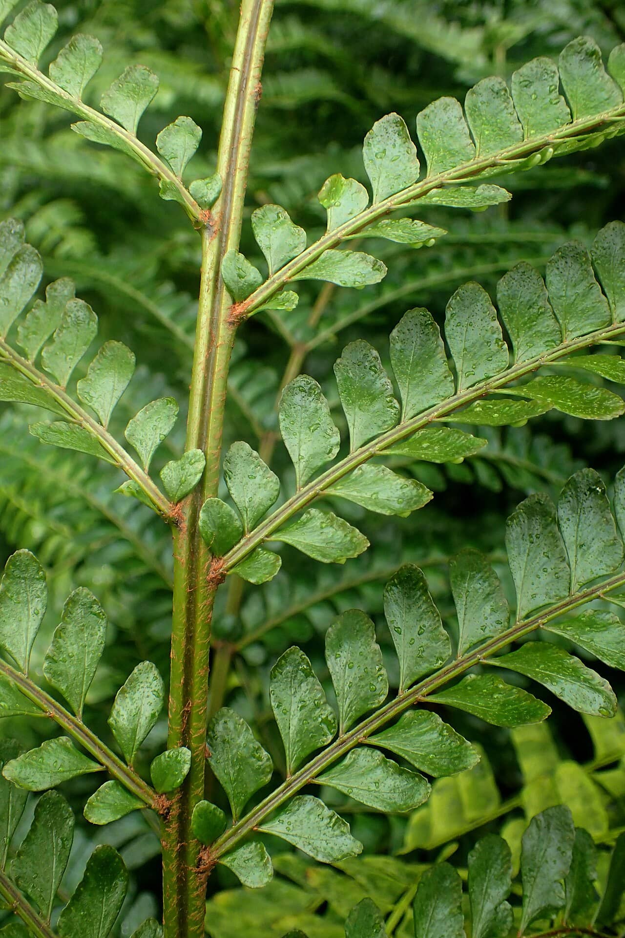 Close view of Didymochlaena truncatula (Didymochlaena truncatula) foliage.