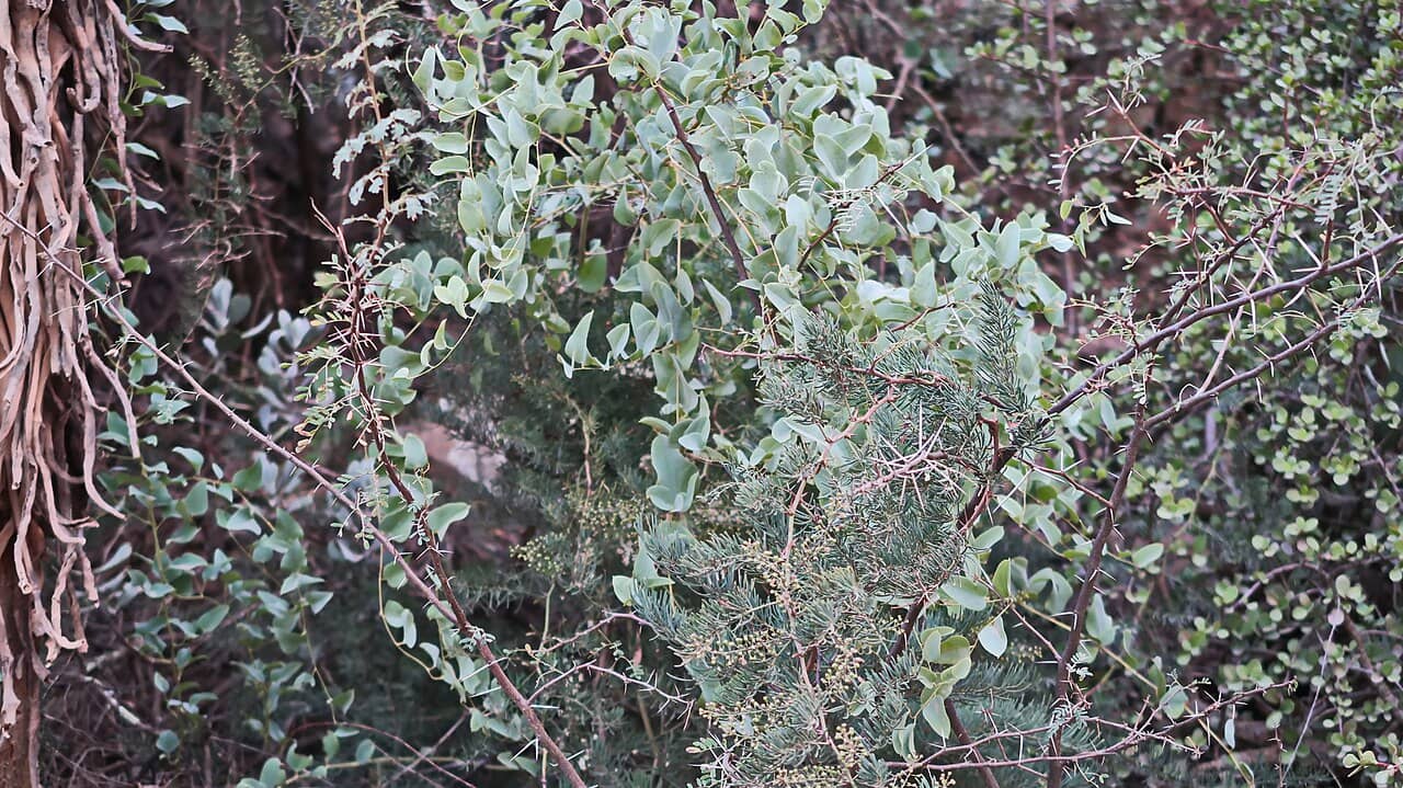 Close view of Elephant's Foot Yam (Dioscorea elephantipes) foliage.