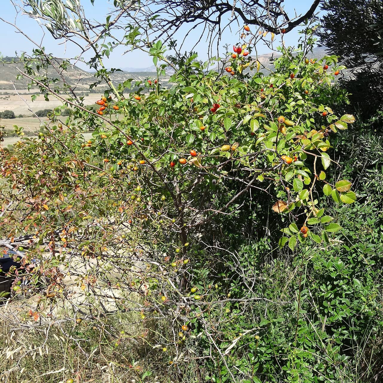 Dog rose (Rosa canina), the whole plant.