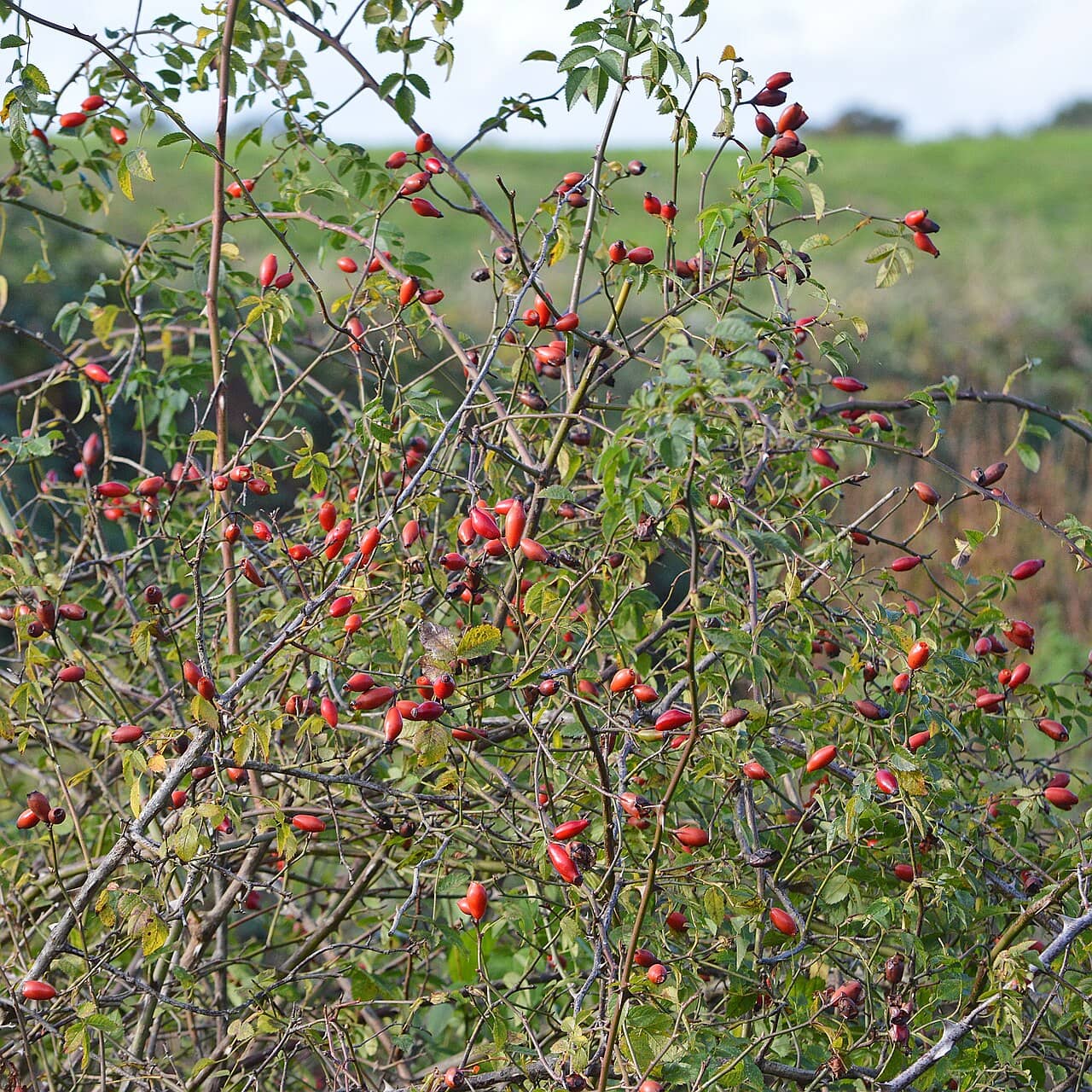 Close view of Dog rose (Rosa canina) foliage.